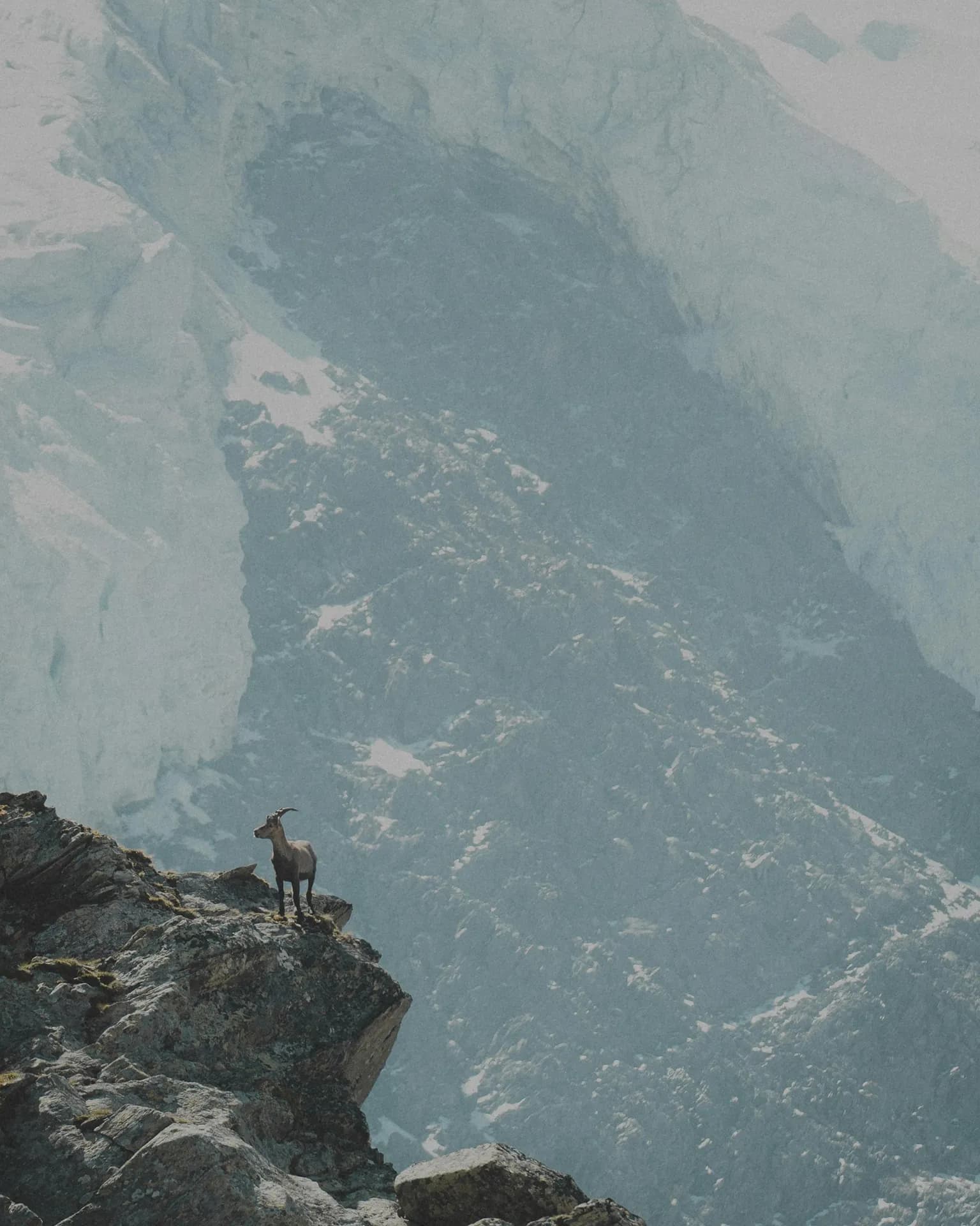 Group of Spanish ibex on rocky high-mountain terrain at altitude