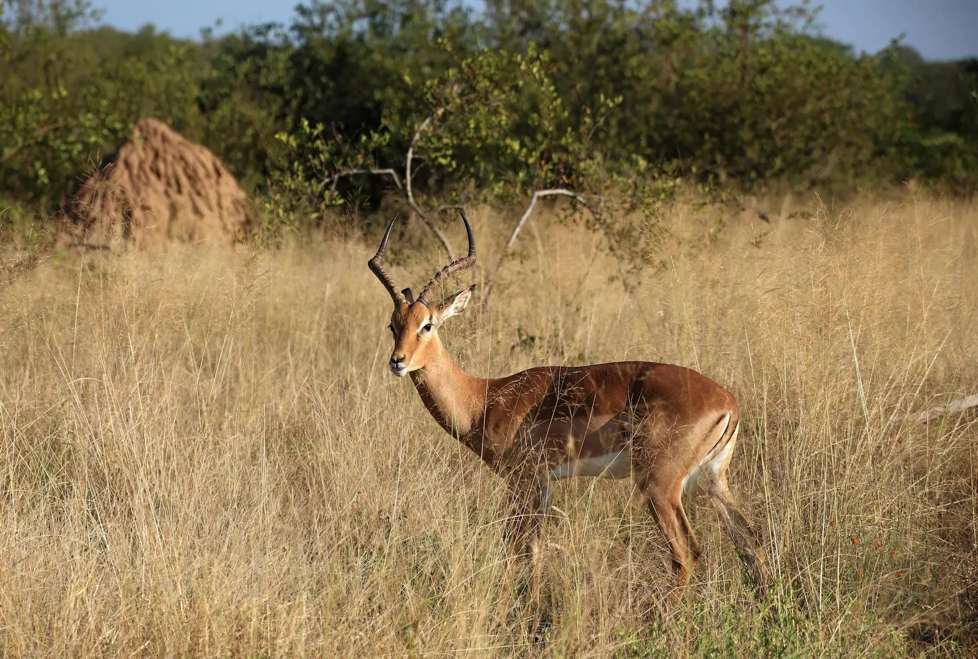 Impala herd gathered in South African bushveld