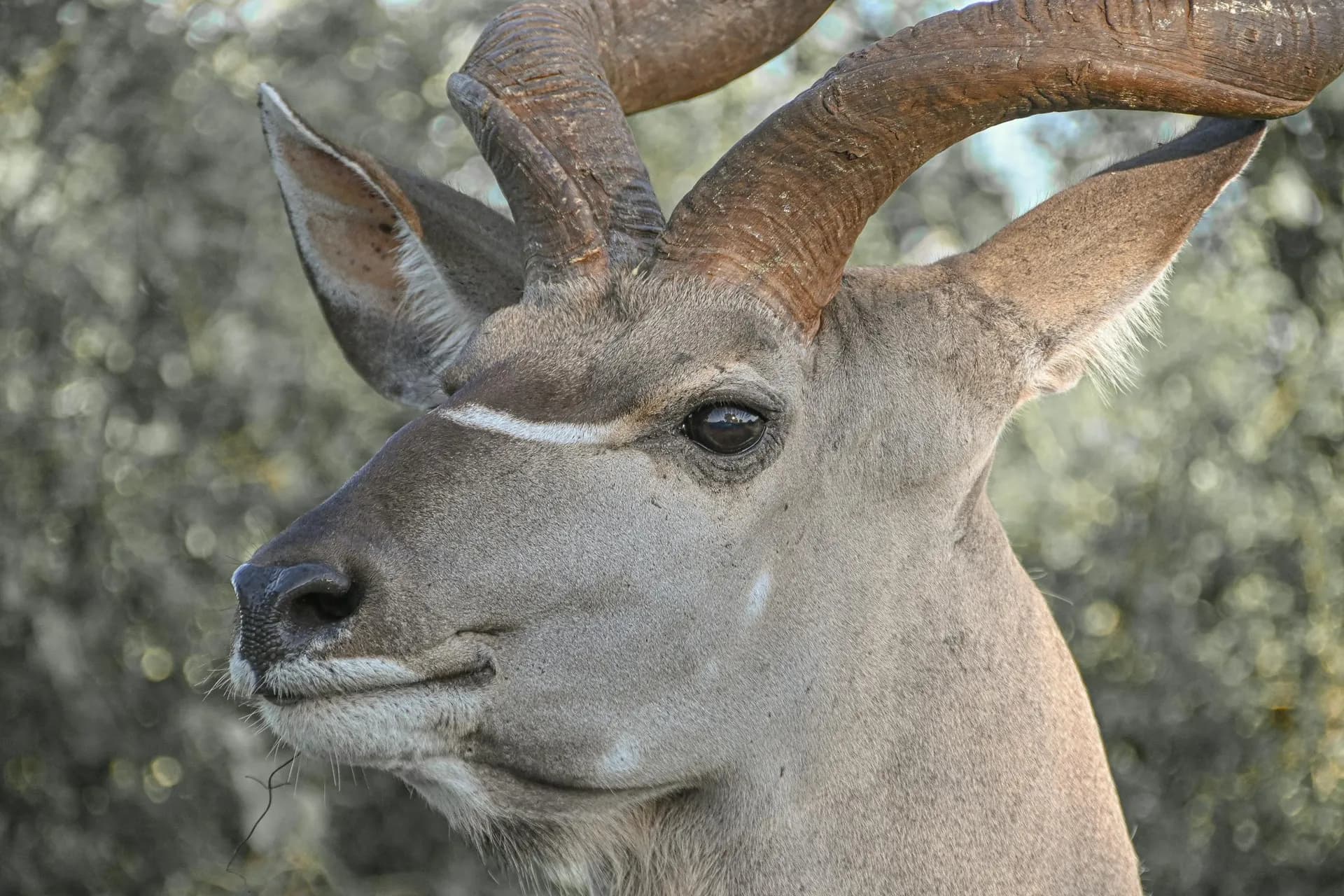 Mature greater kudu bull with full spiral horns standing in Eastern Cape bushveld