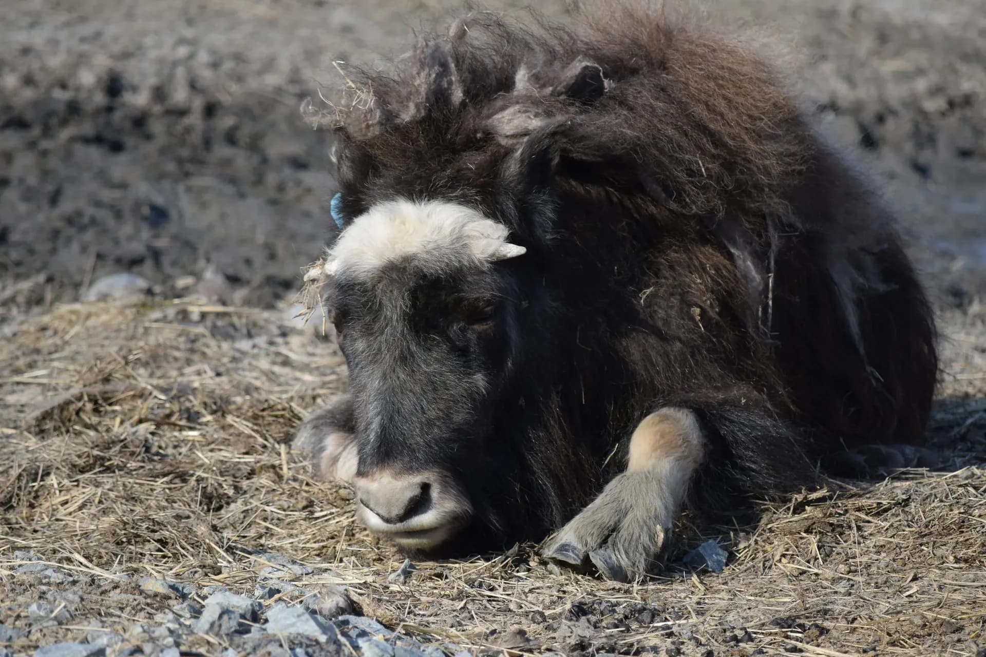 Muskox herd on open Greenlandic tundra with Arctic mountains behind
