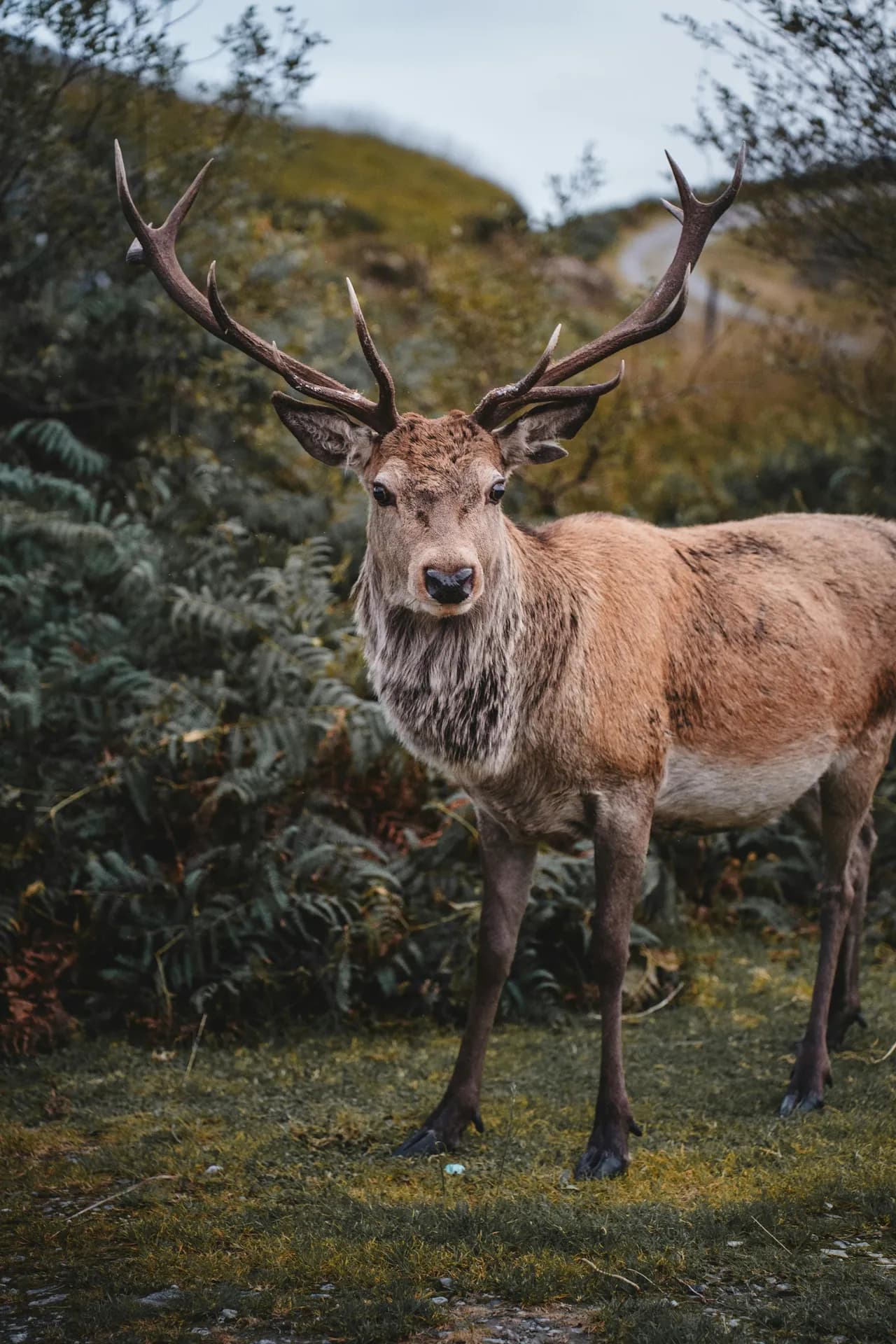 Mature red stag roaring during the rut at dawn
