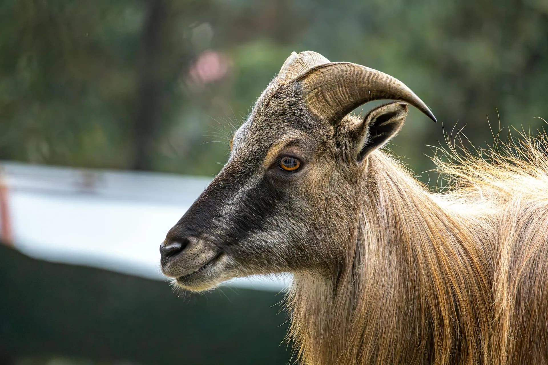 Bull tahr with full winter mane standing on a rock face in New Zealand's Southern Alps