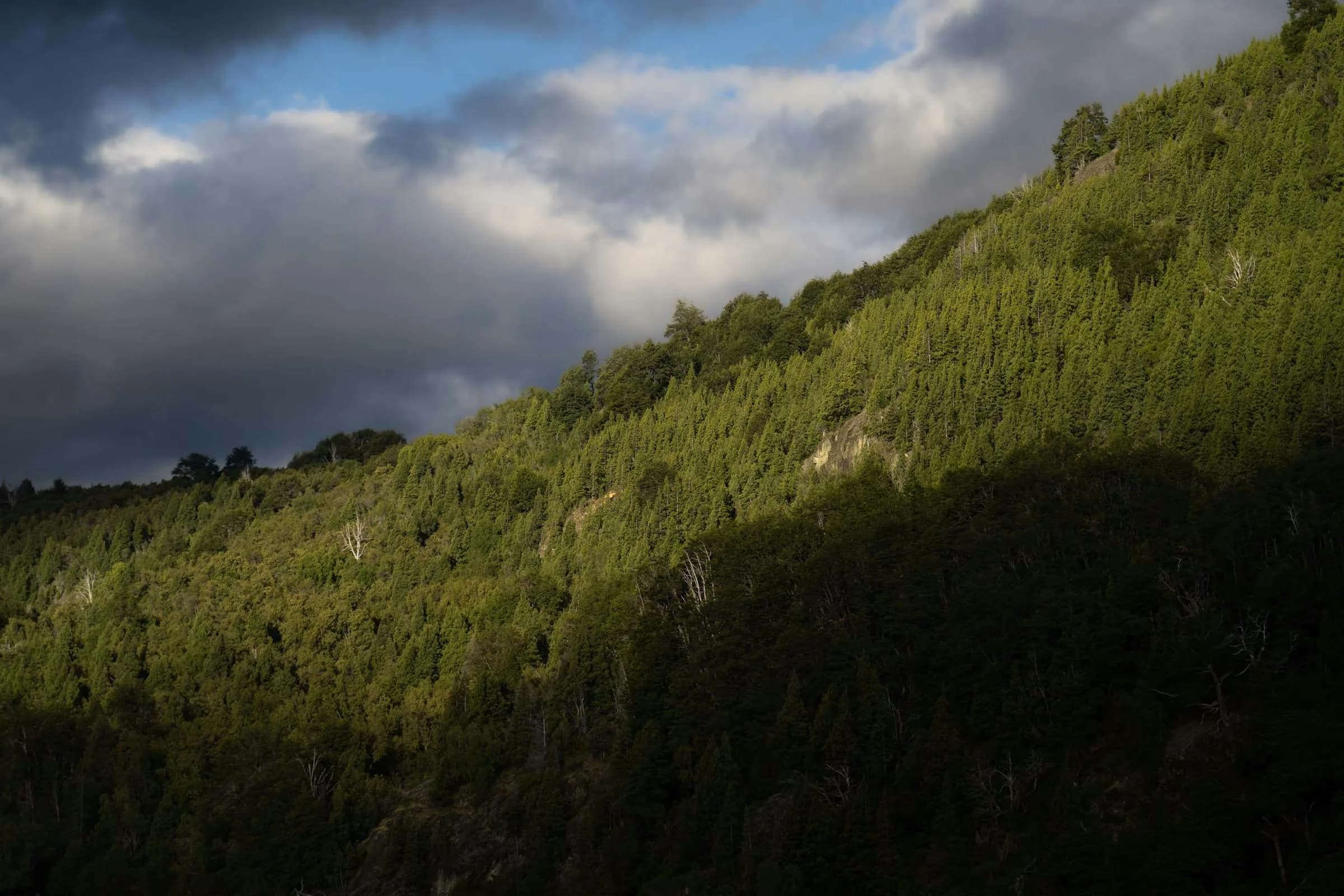 Lush forest hills in Argentine Patagonia