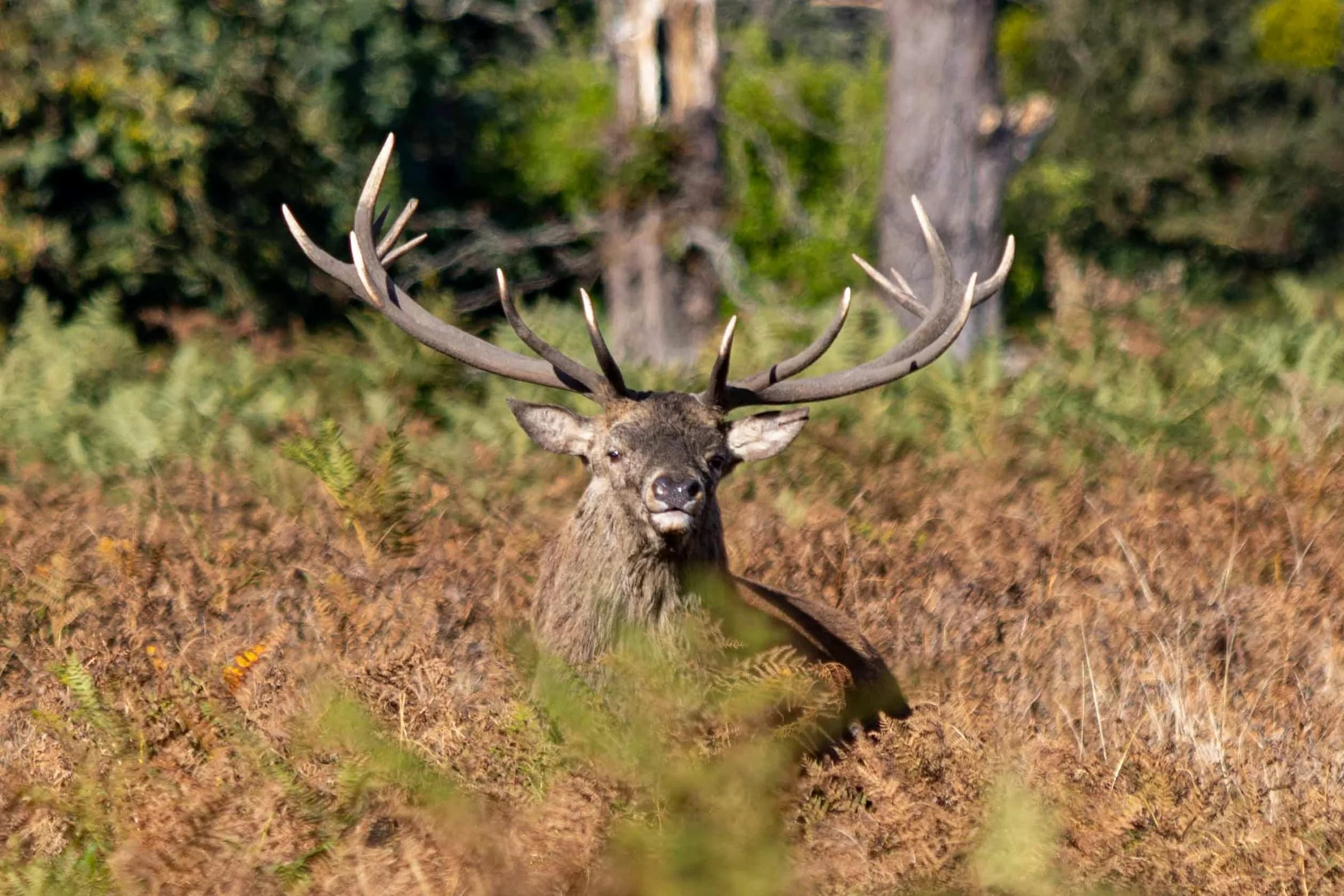 Red stag in natural habitat