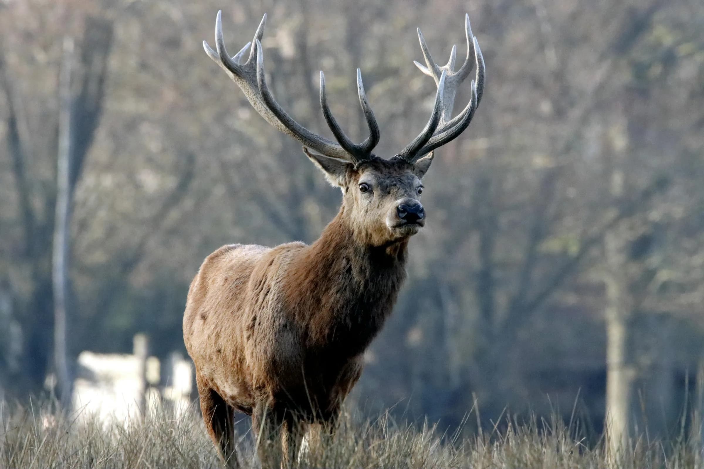 Red deer stag at distance