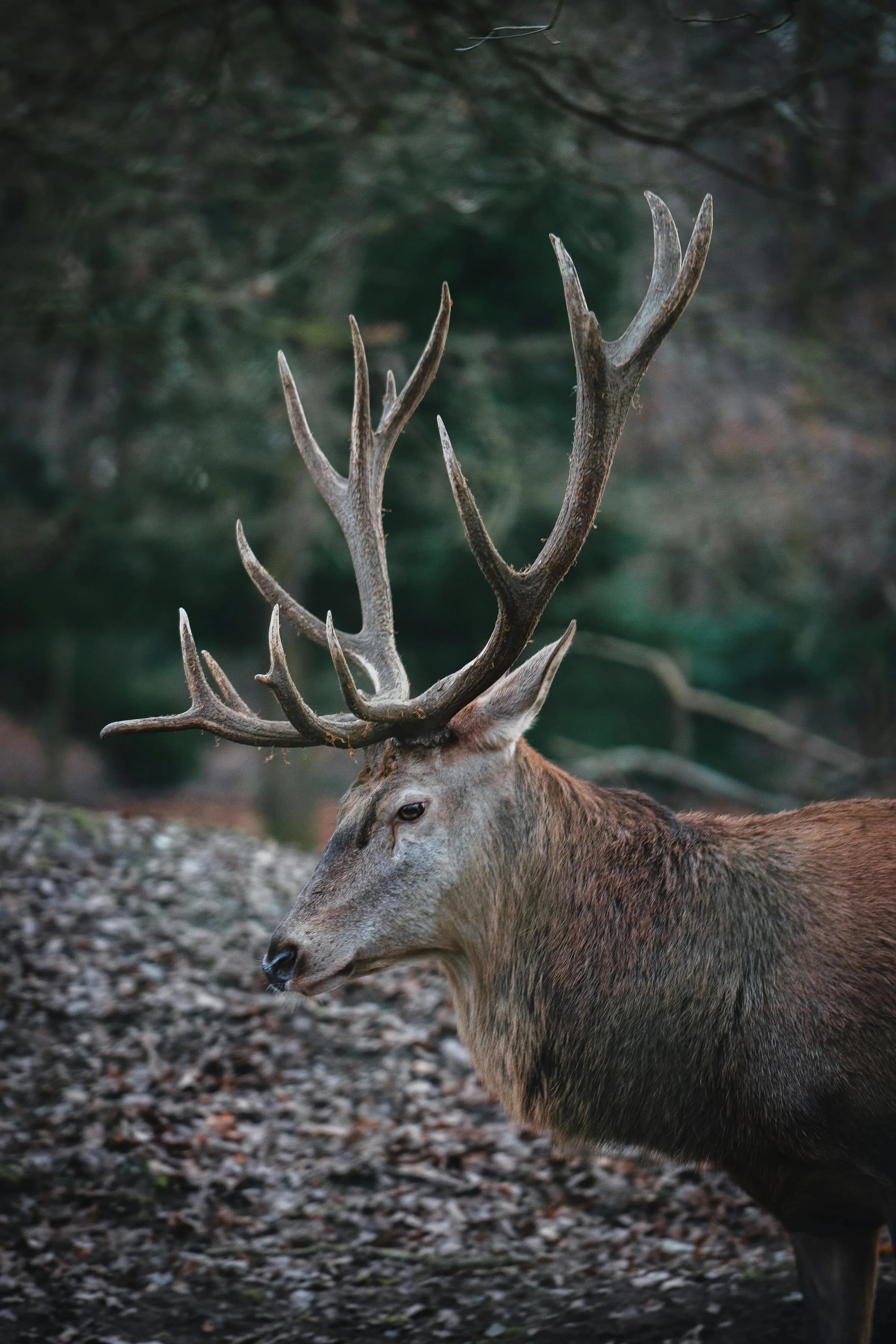 Red deer stag in autumnal forest