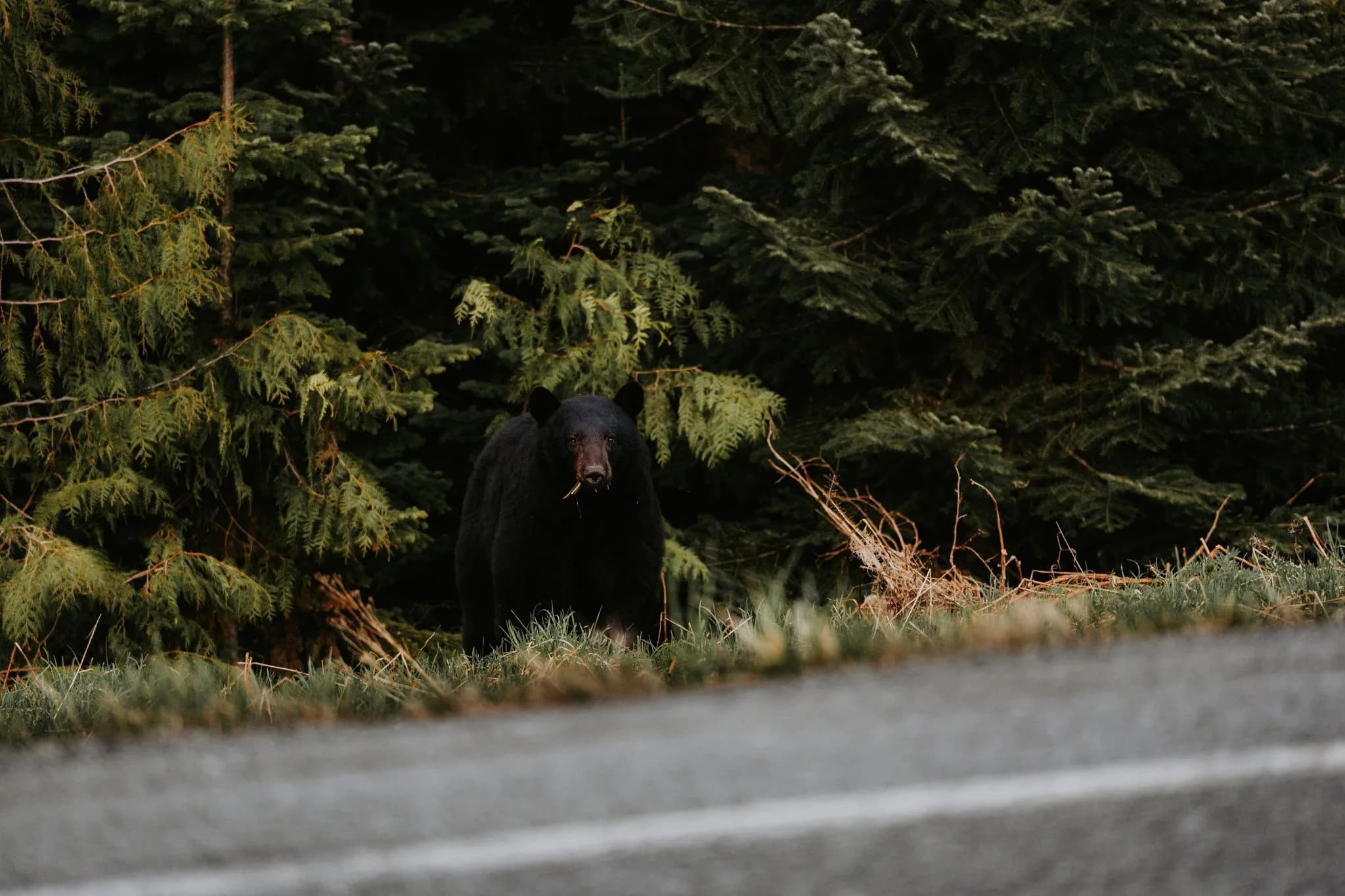 Black bear — hosted on approved ground