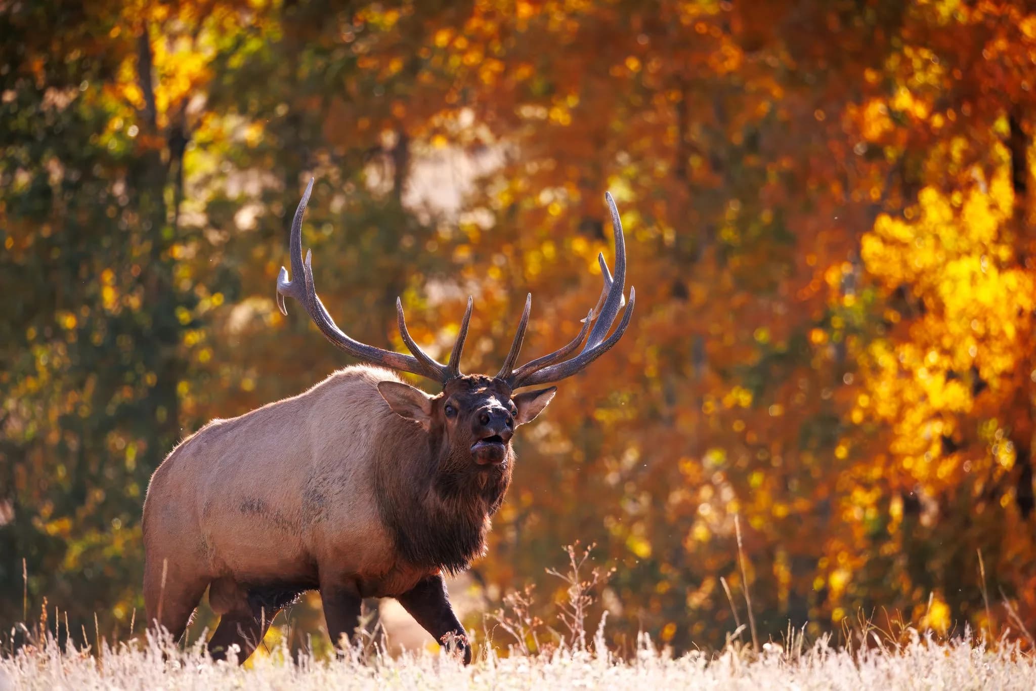 Elk — hosted on approved ground