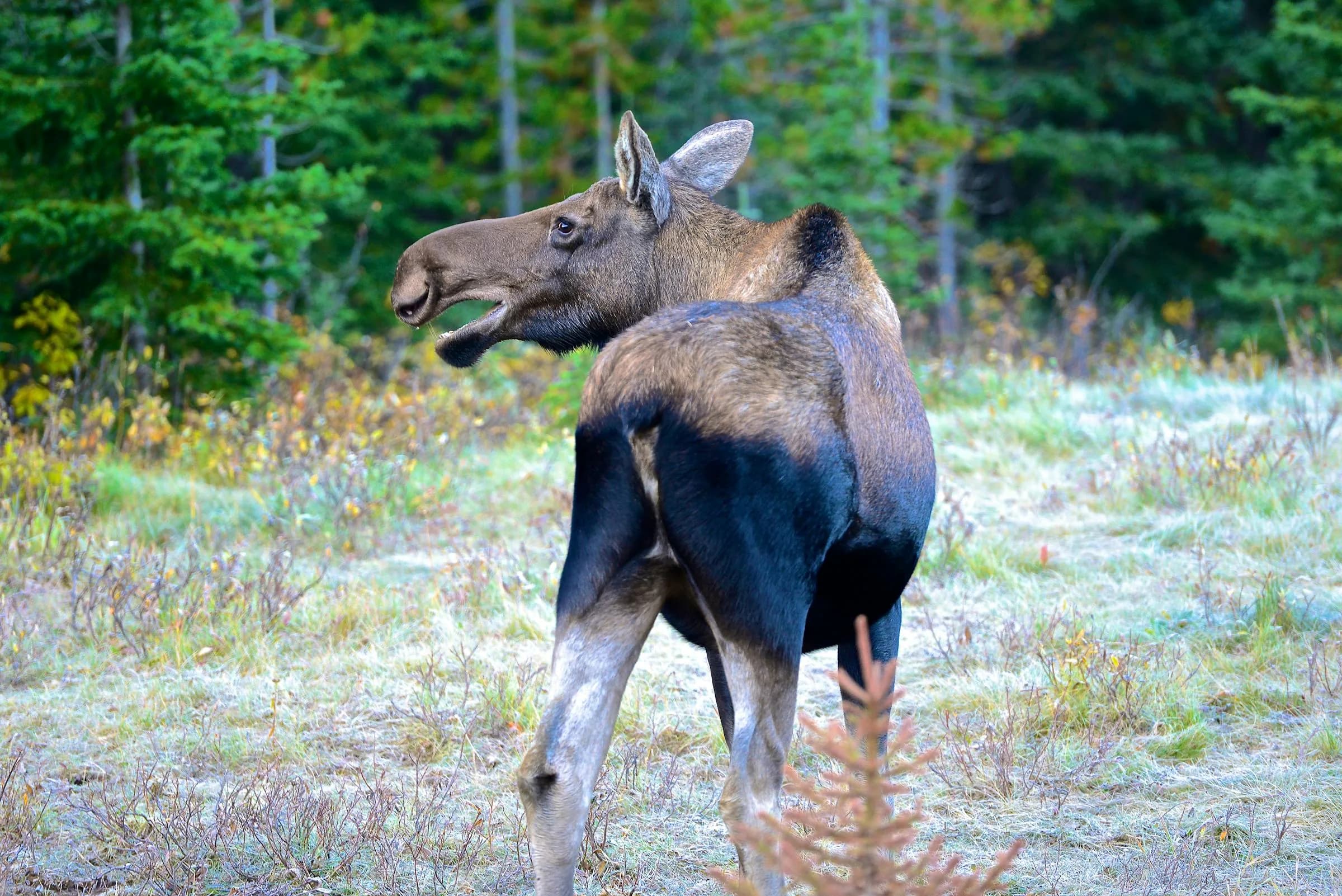 Bull moose in a lush forest meadow