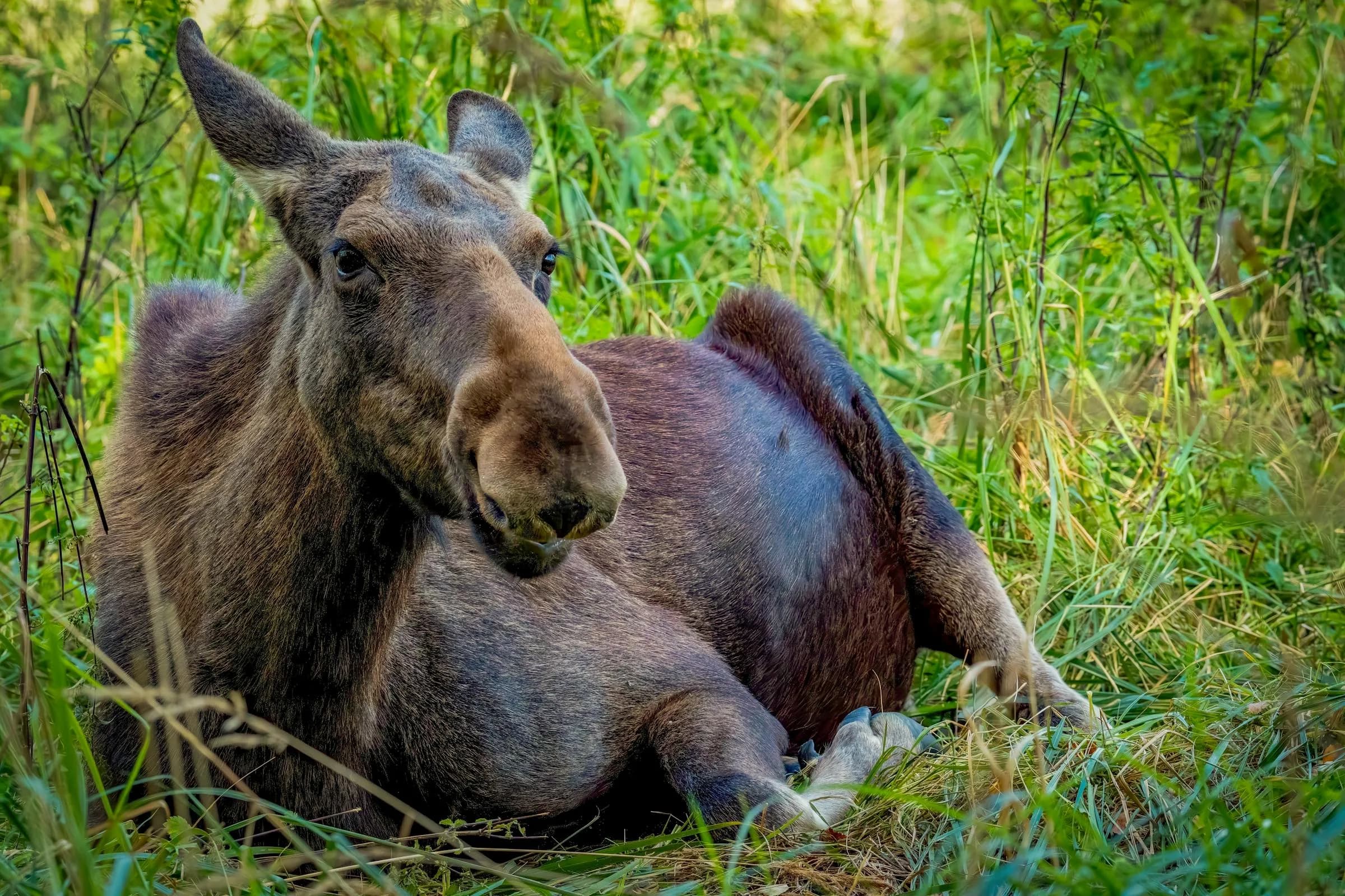 Moose in a lush forest clearing