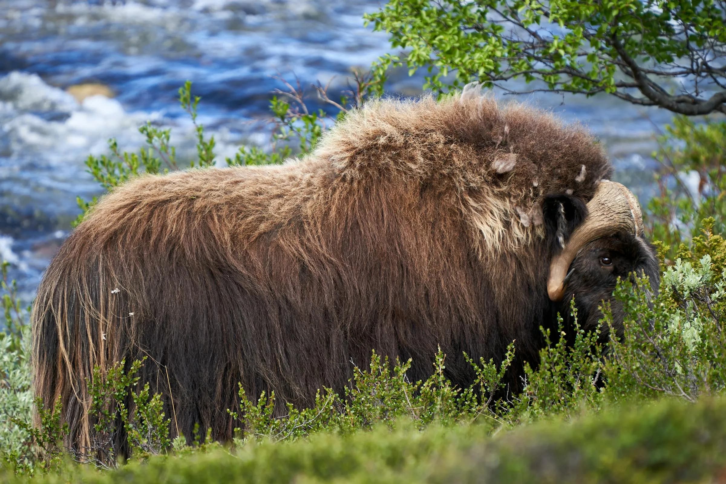 Musk ox grazing on Greenland tundra