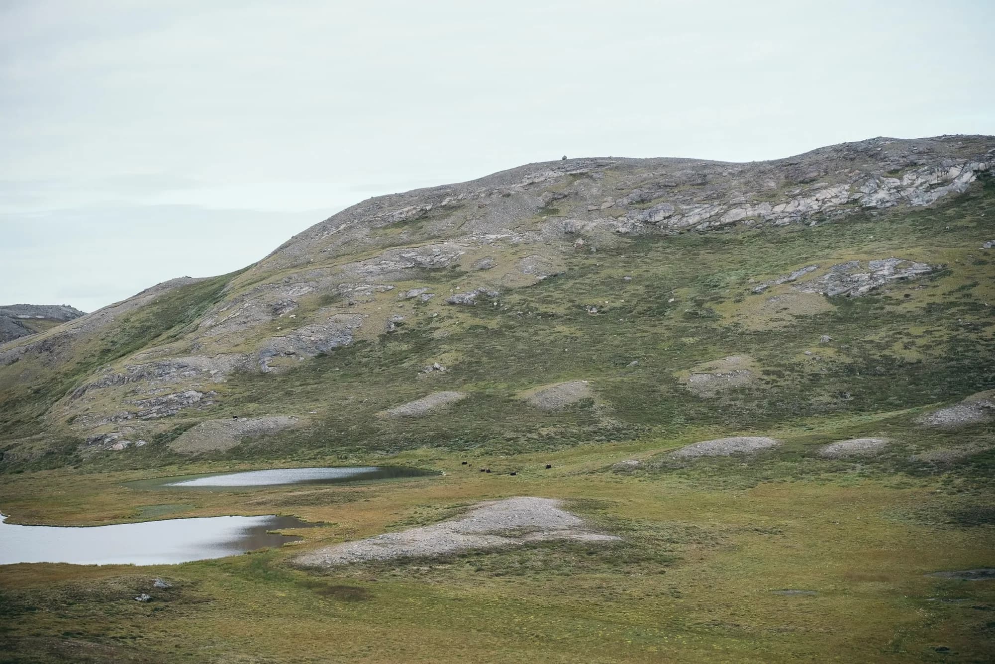 Tundra in Greenland — muskox range, where hunting quotas fund conservation