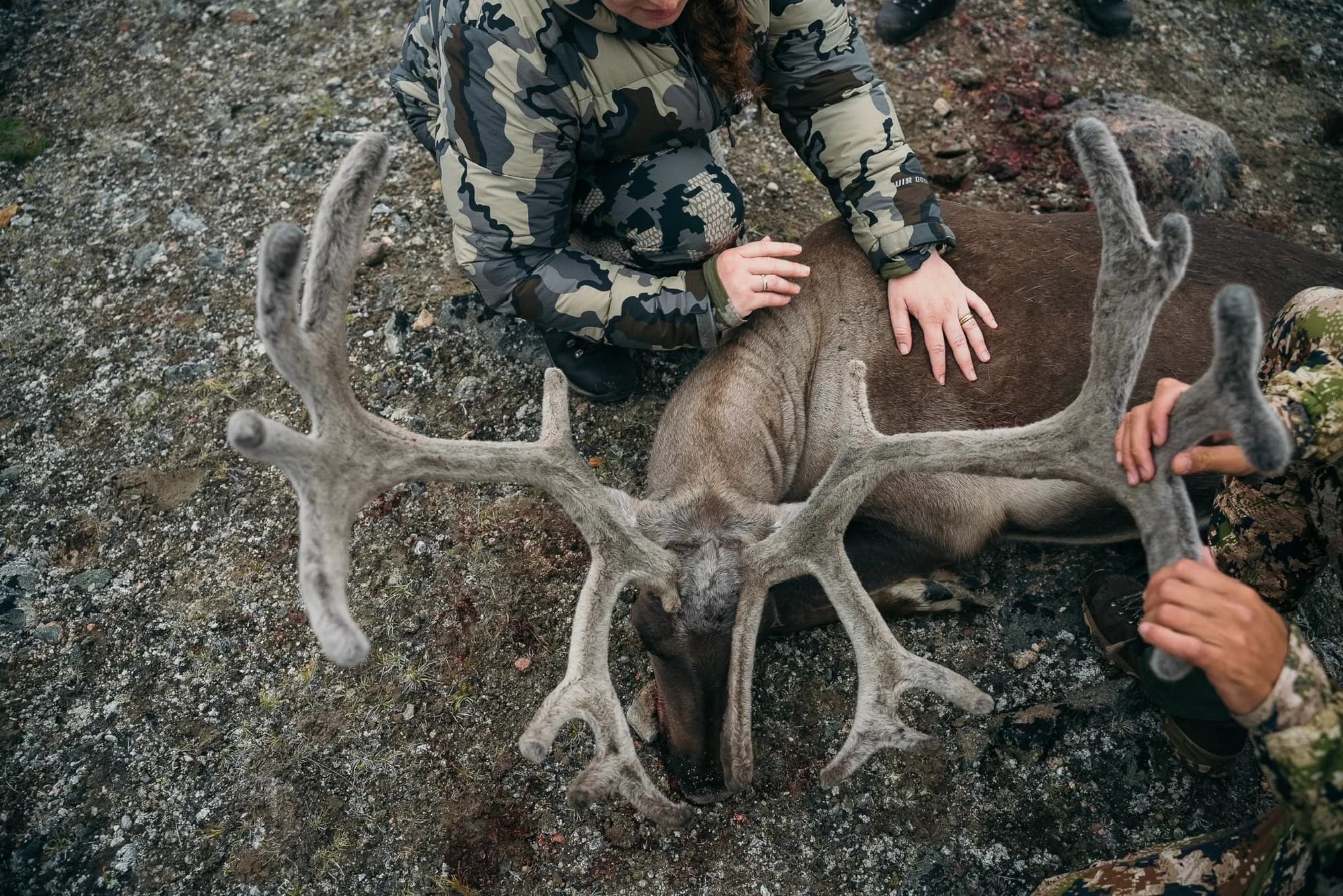Caribou antlers held up on the Arctic tundra