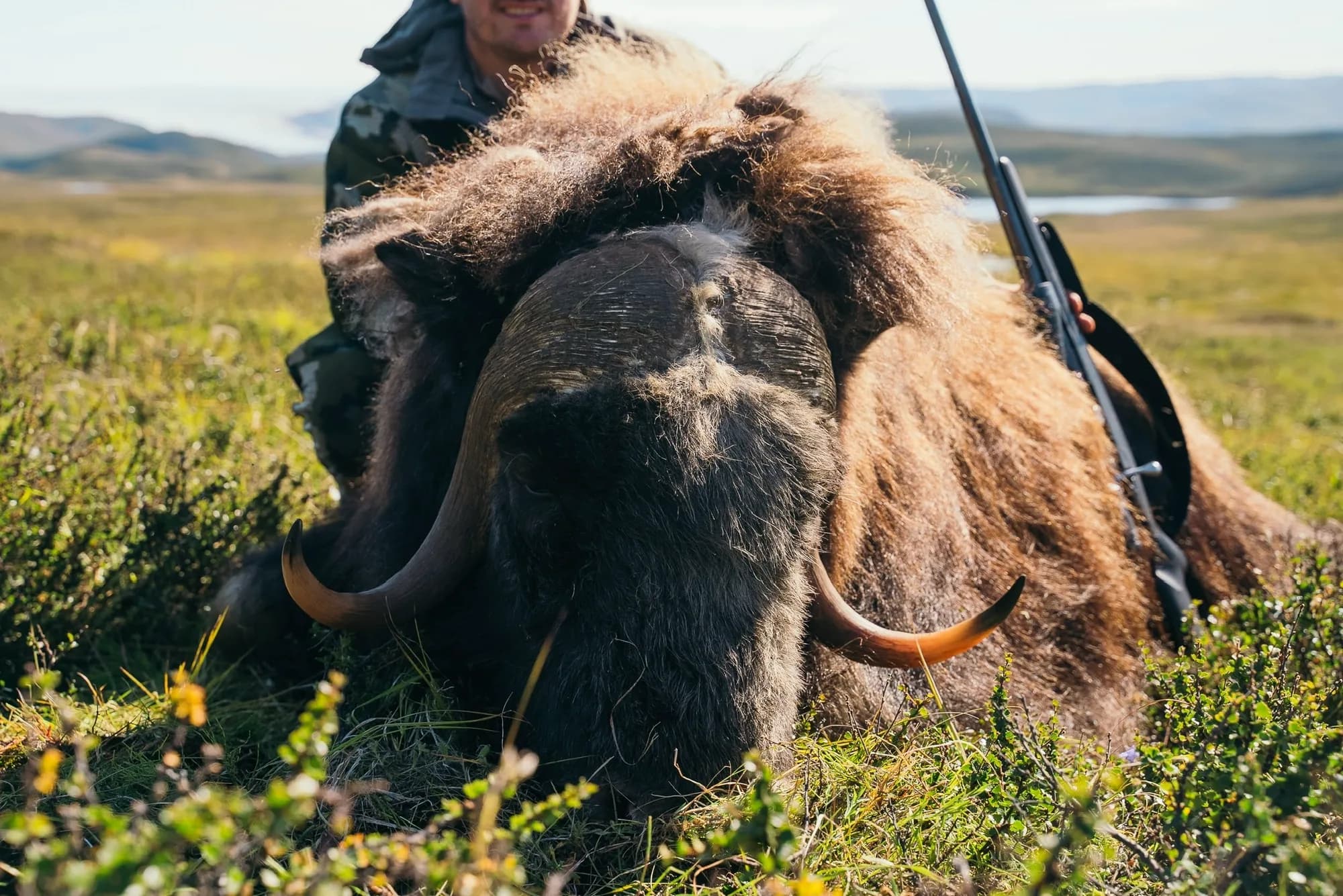 Muskox — hosted on approved ground