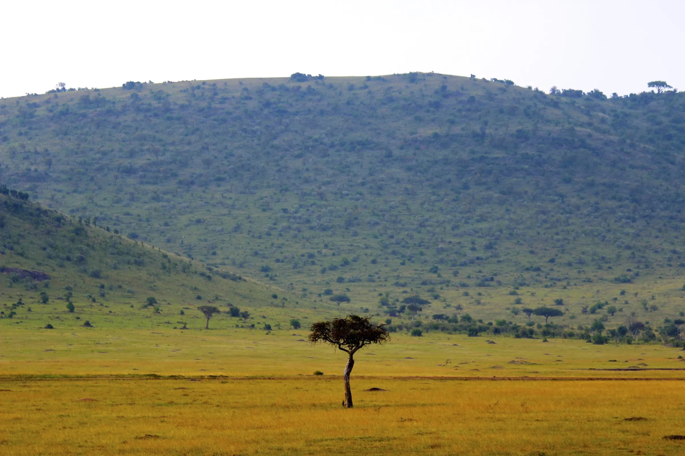 Acacia and savanna at golden hour