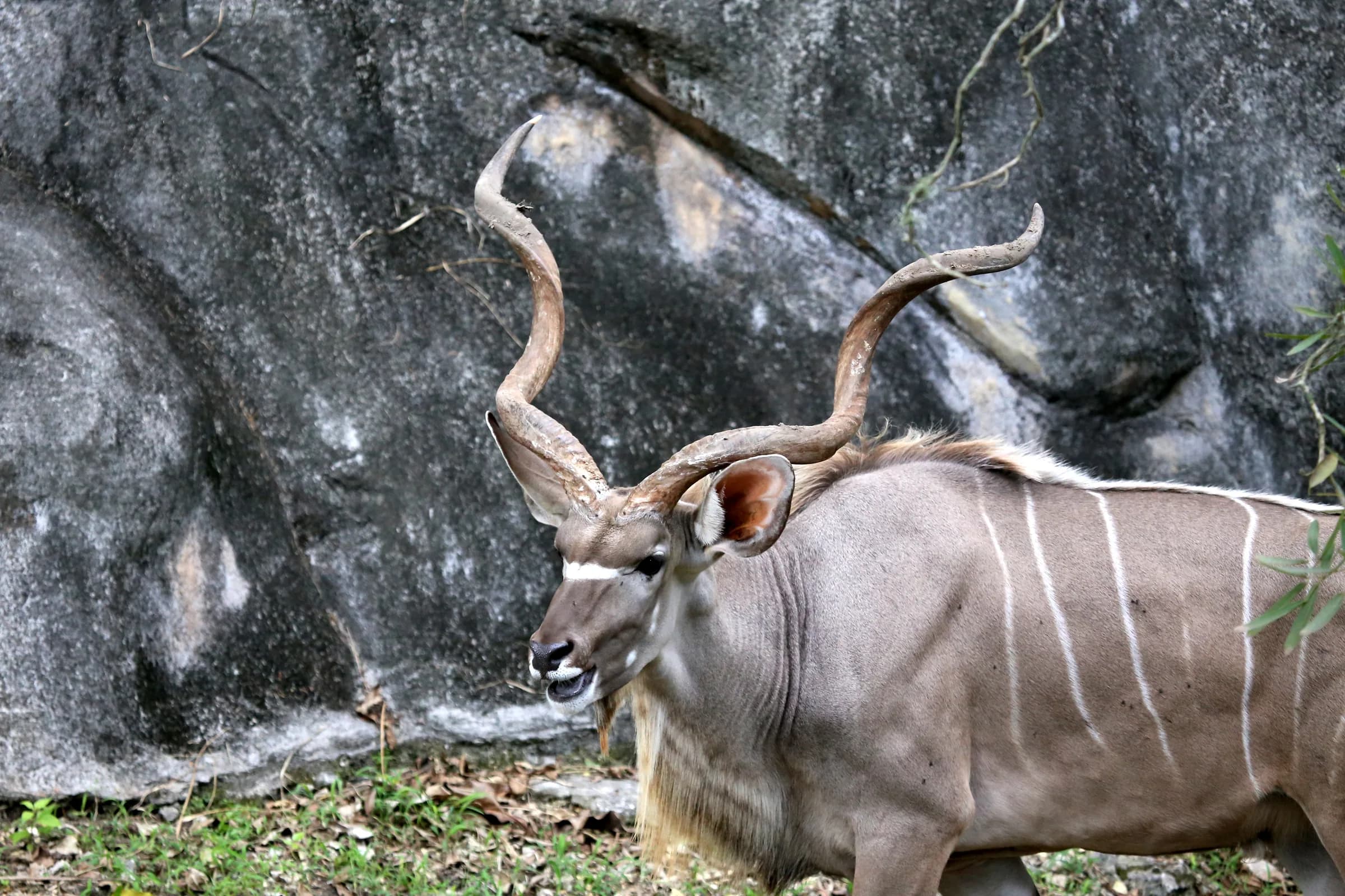 Kudu bull alert in the bushveld