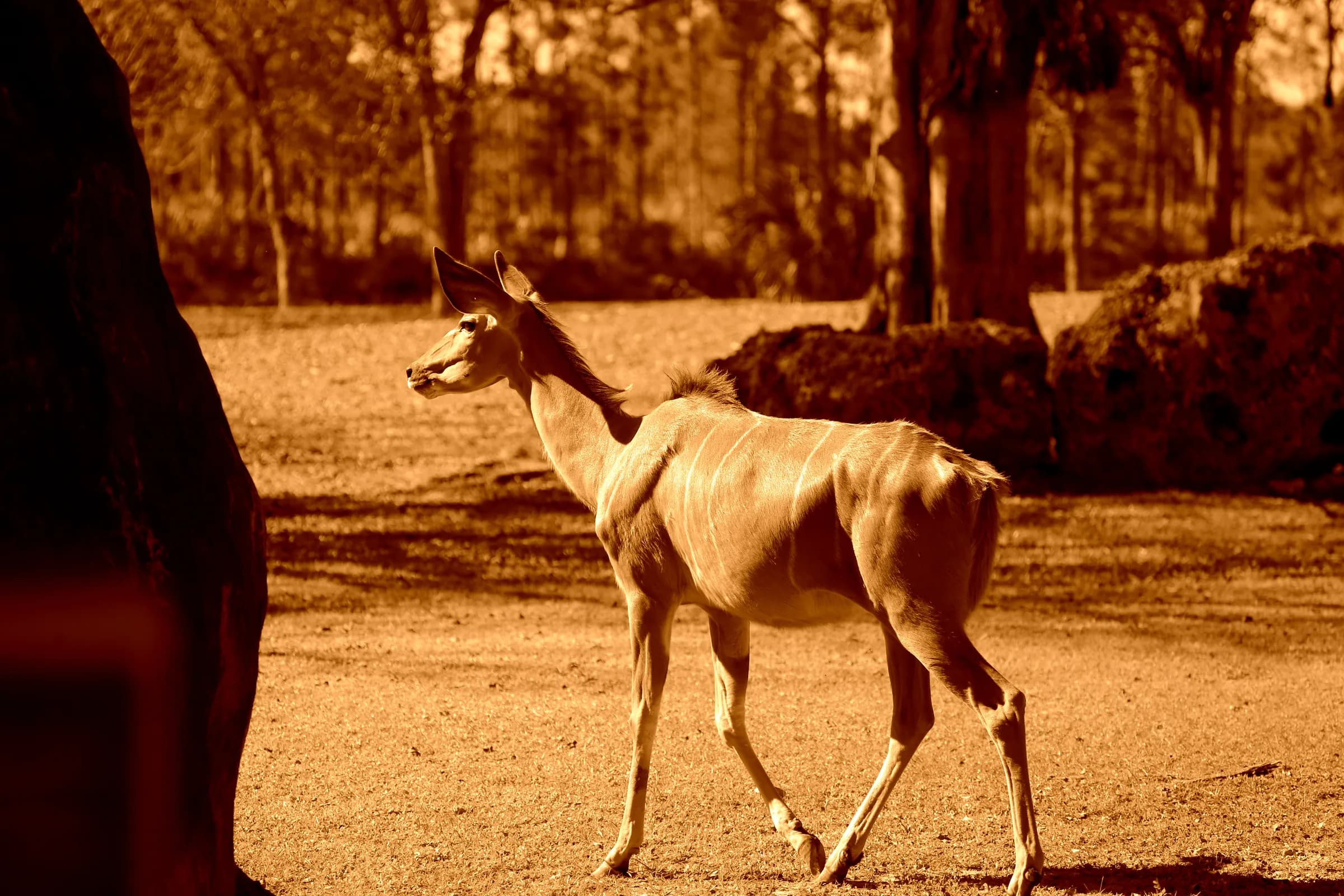 Greater kudu in habitat