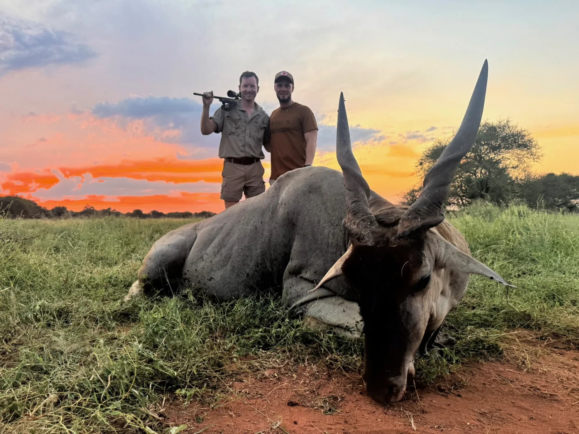 A Cape eland taken on the Northern Cape at last light — the trophy that then travels home
