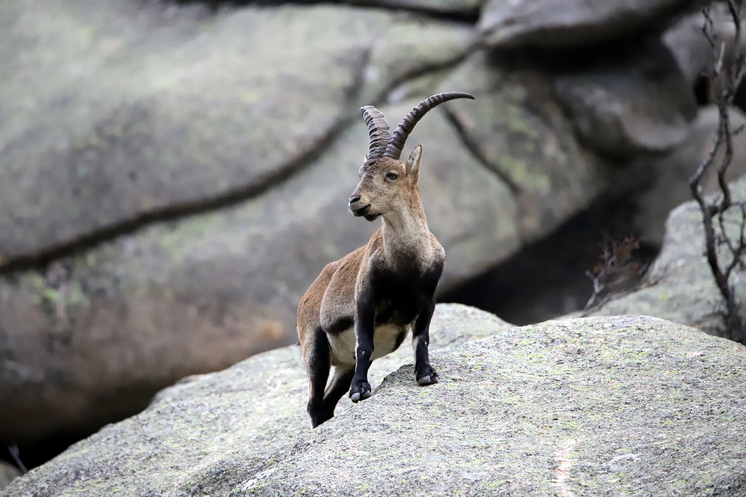 Iberian ibex in the Sierra de Guadarrama