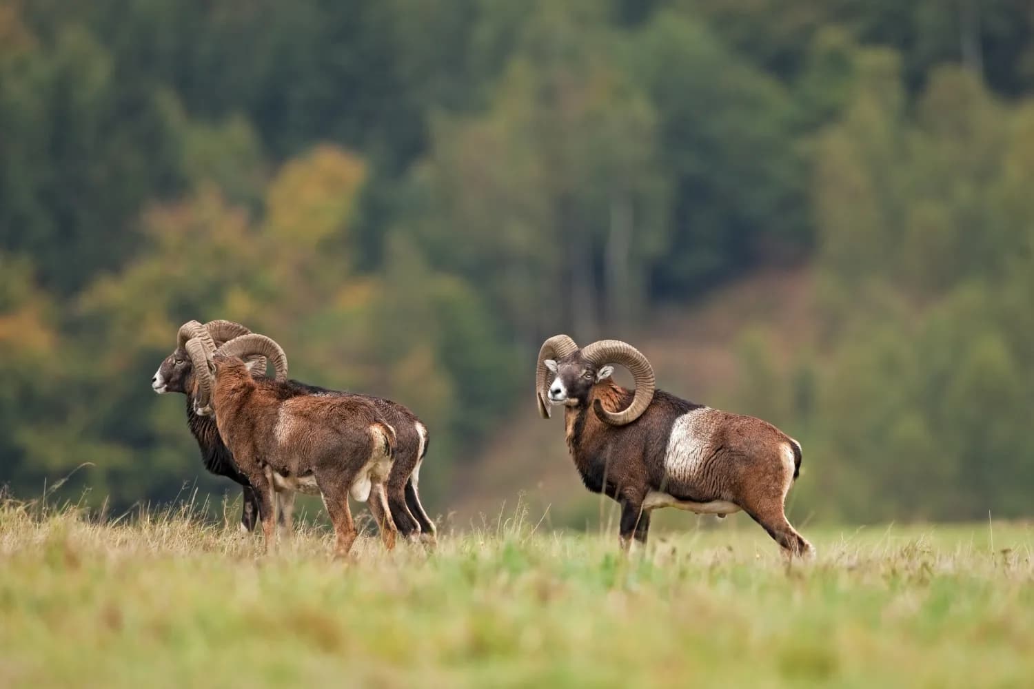 Mouflon rams on the sierra, Spain