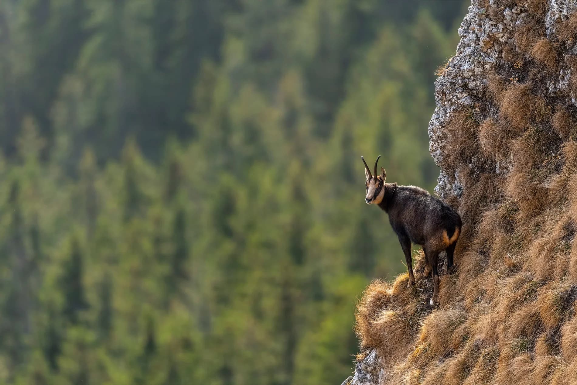 Pyrenean chamois on the rock face, Spain