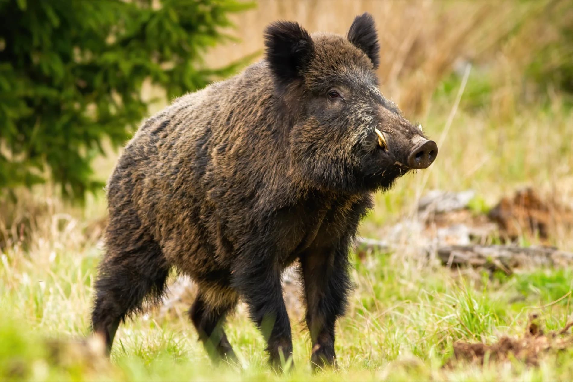 Wild boar in the dehesa, Spain