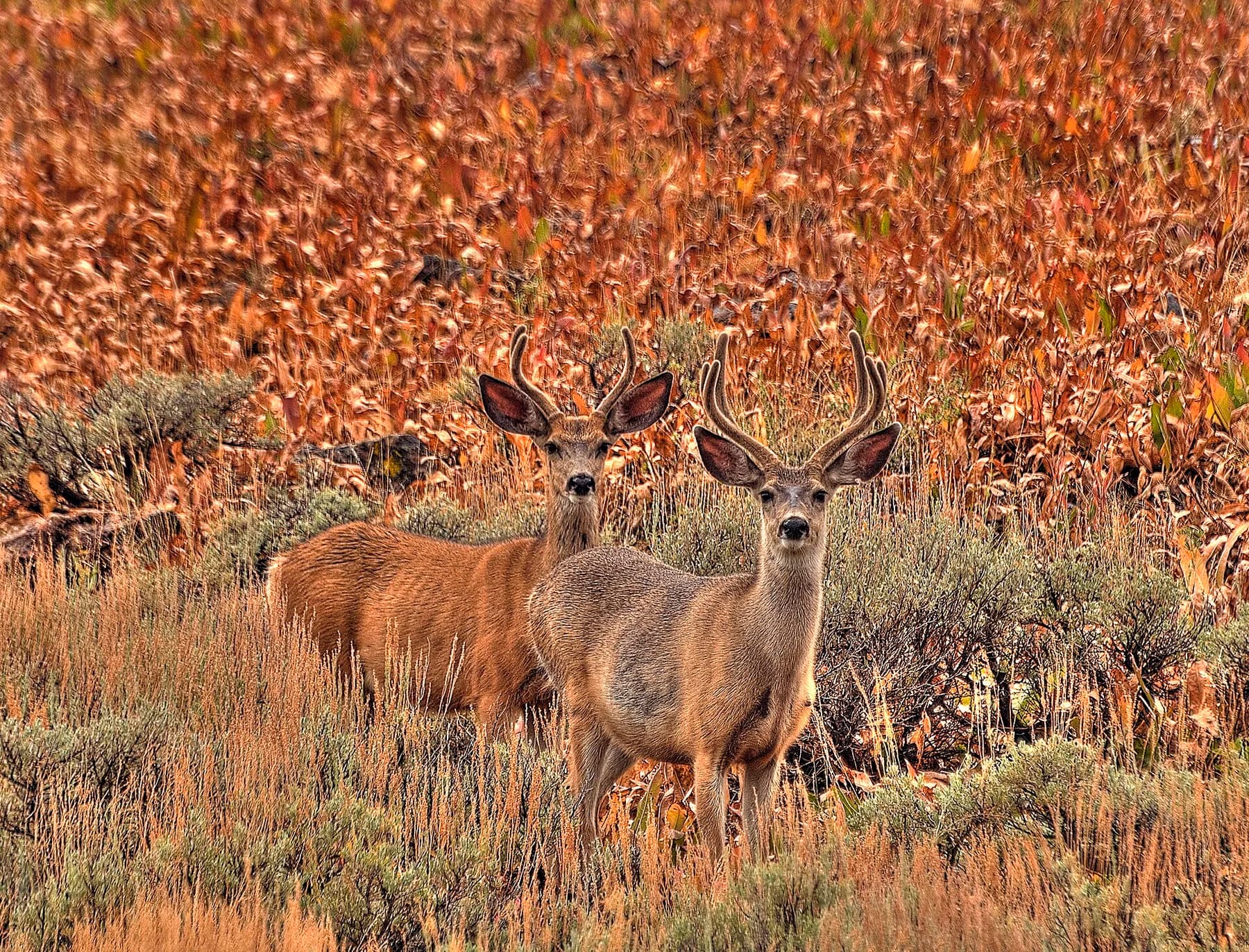 Mule deer in autumn brush
