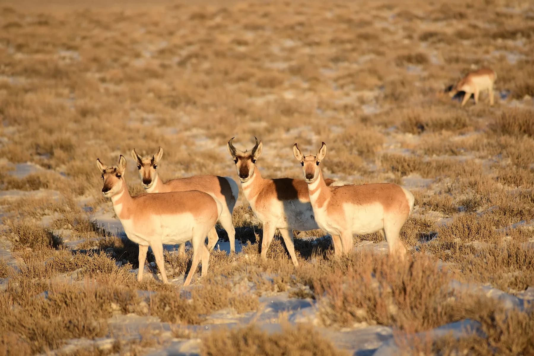 Pronghorn standing out on the open grass
