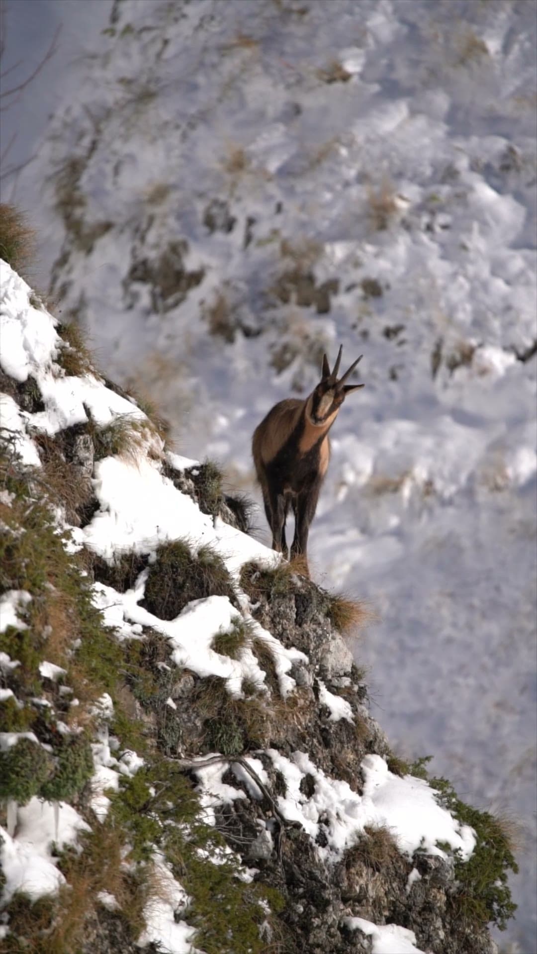 Chamois on a snow-rimmed alpine slope