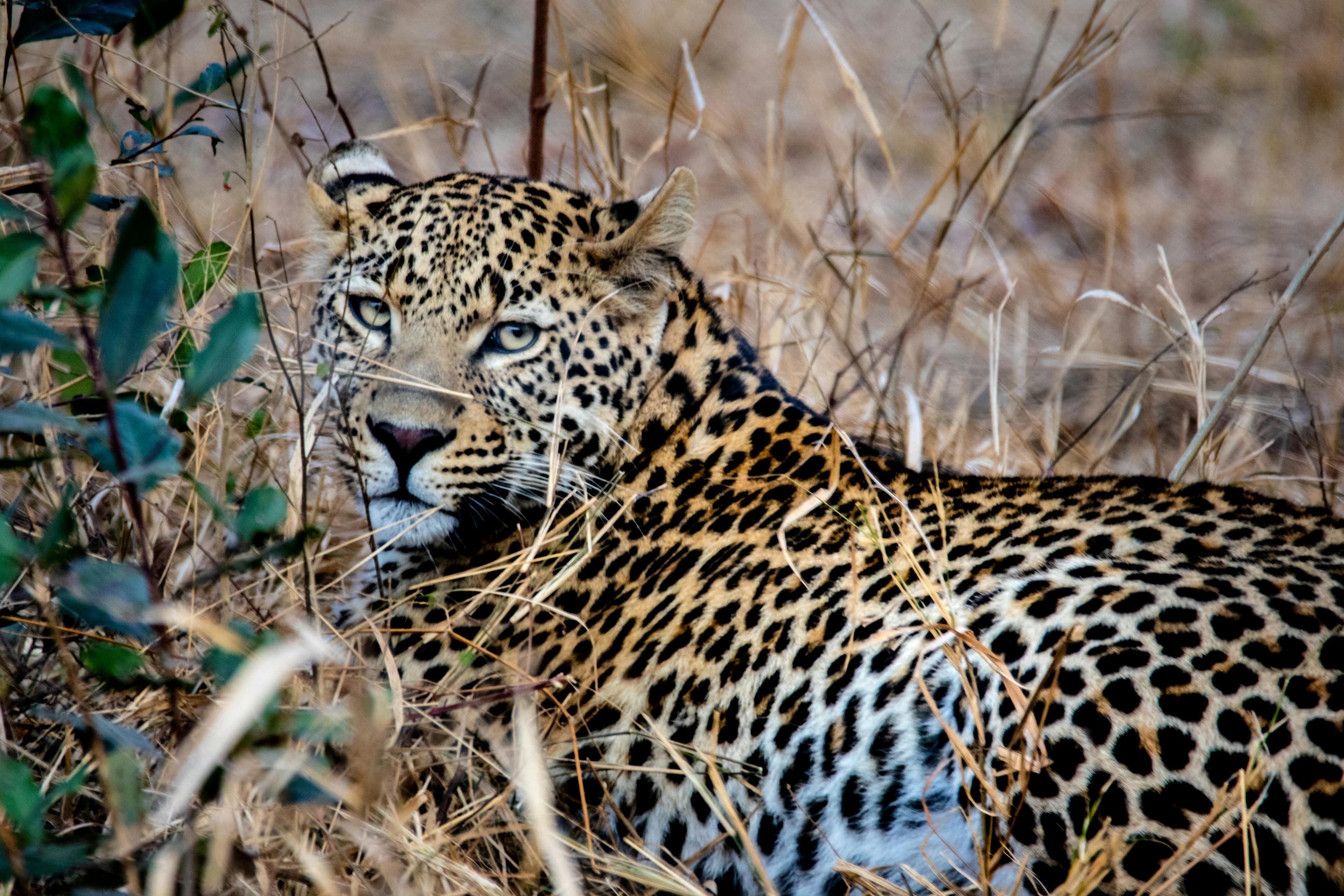 Leopard at rest in the African bushveld