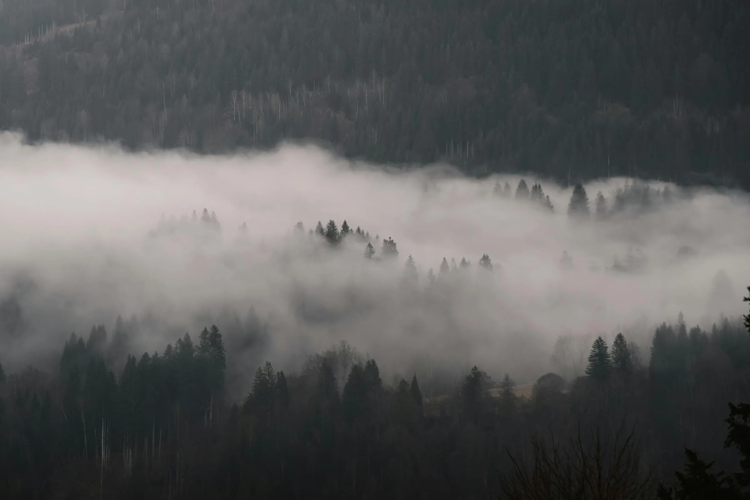 Foggy mountain morning — typical tahr country in cloud
