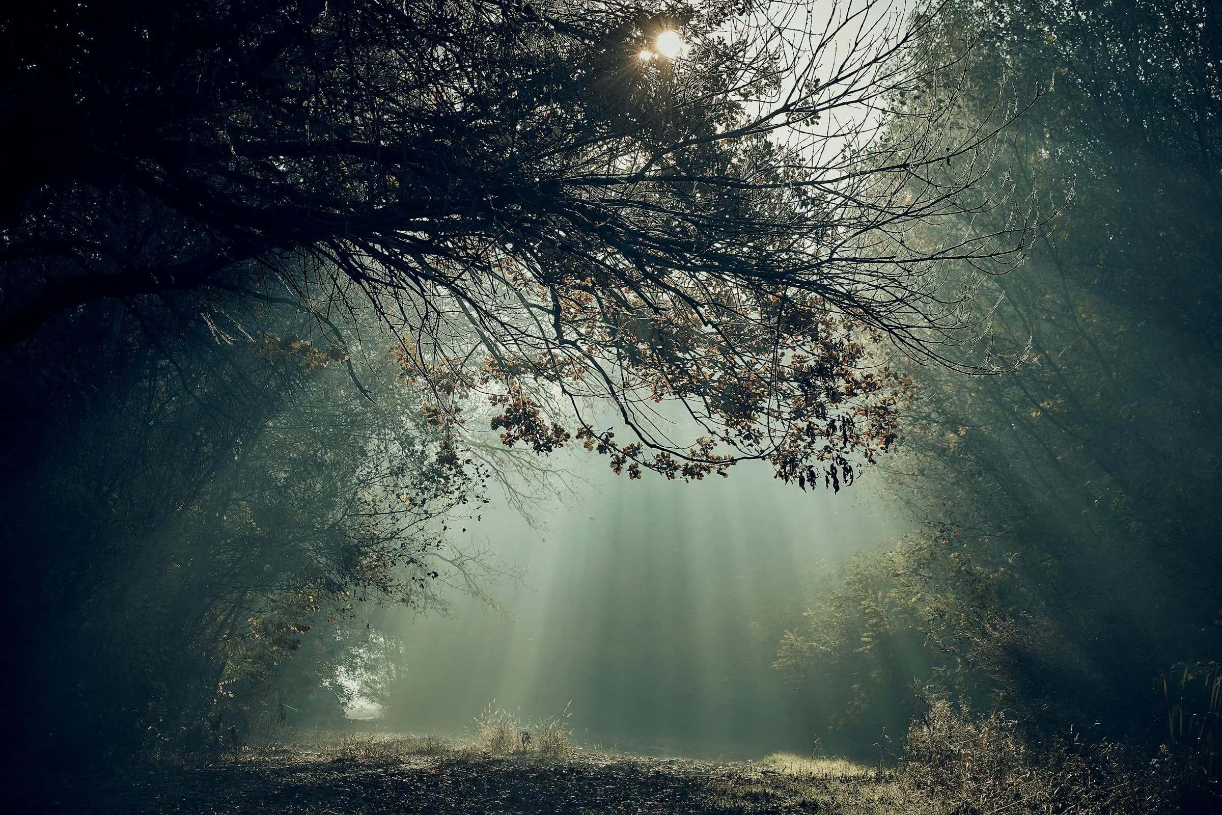 Morning forest — the rut moves through cover like this