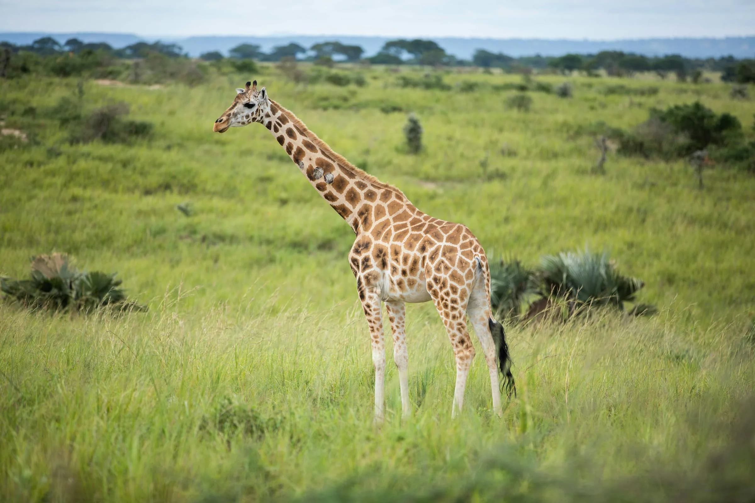 Savanna sunset — the last hour of the hunting day