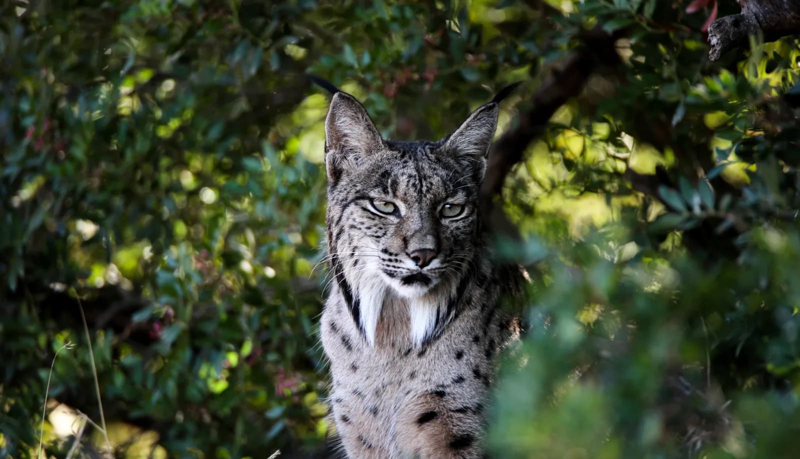 An Iberian lynx watching from the scrub, Spain