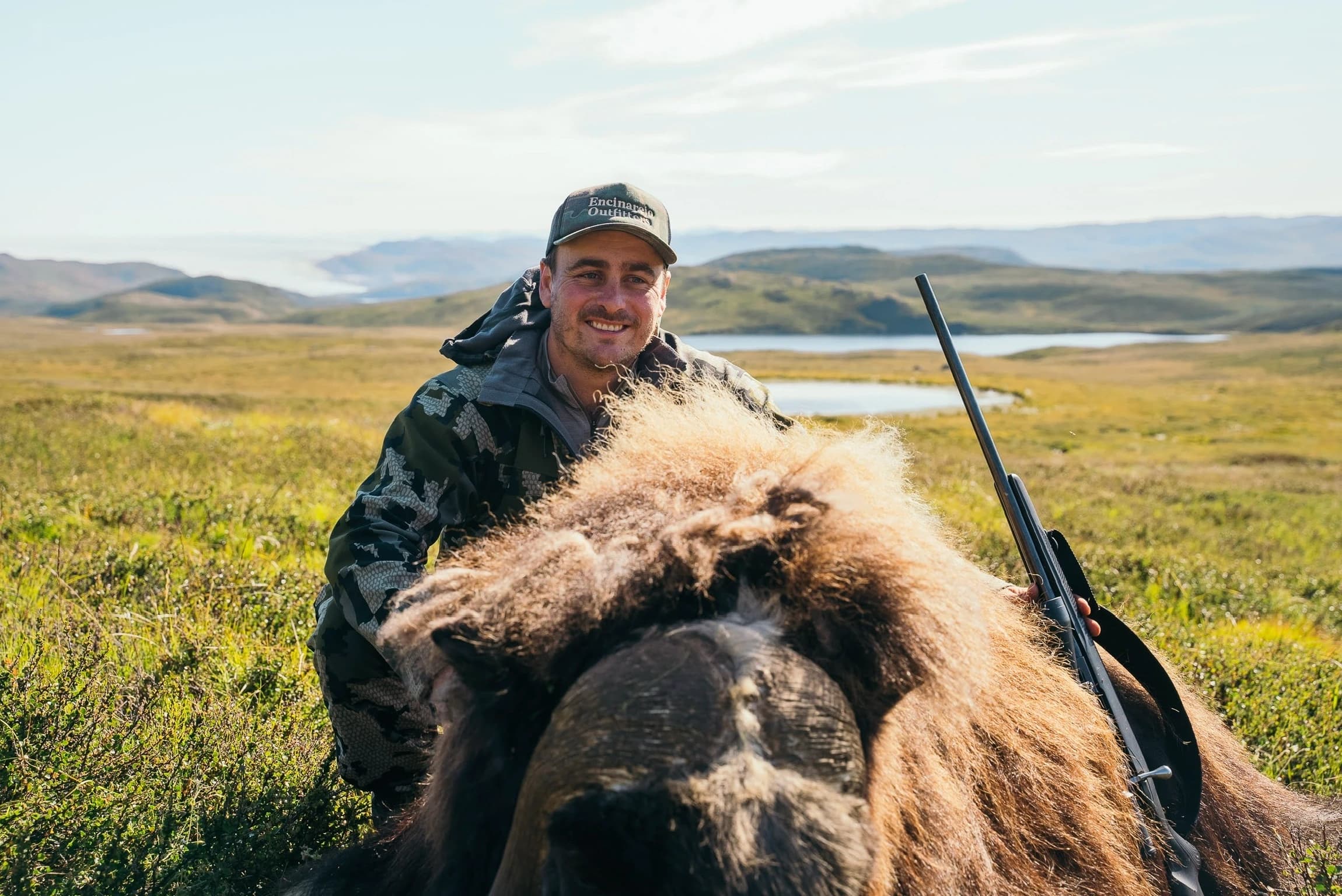 Muskox on the tundra, Greenland