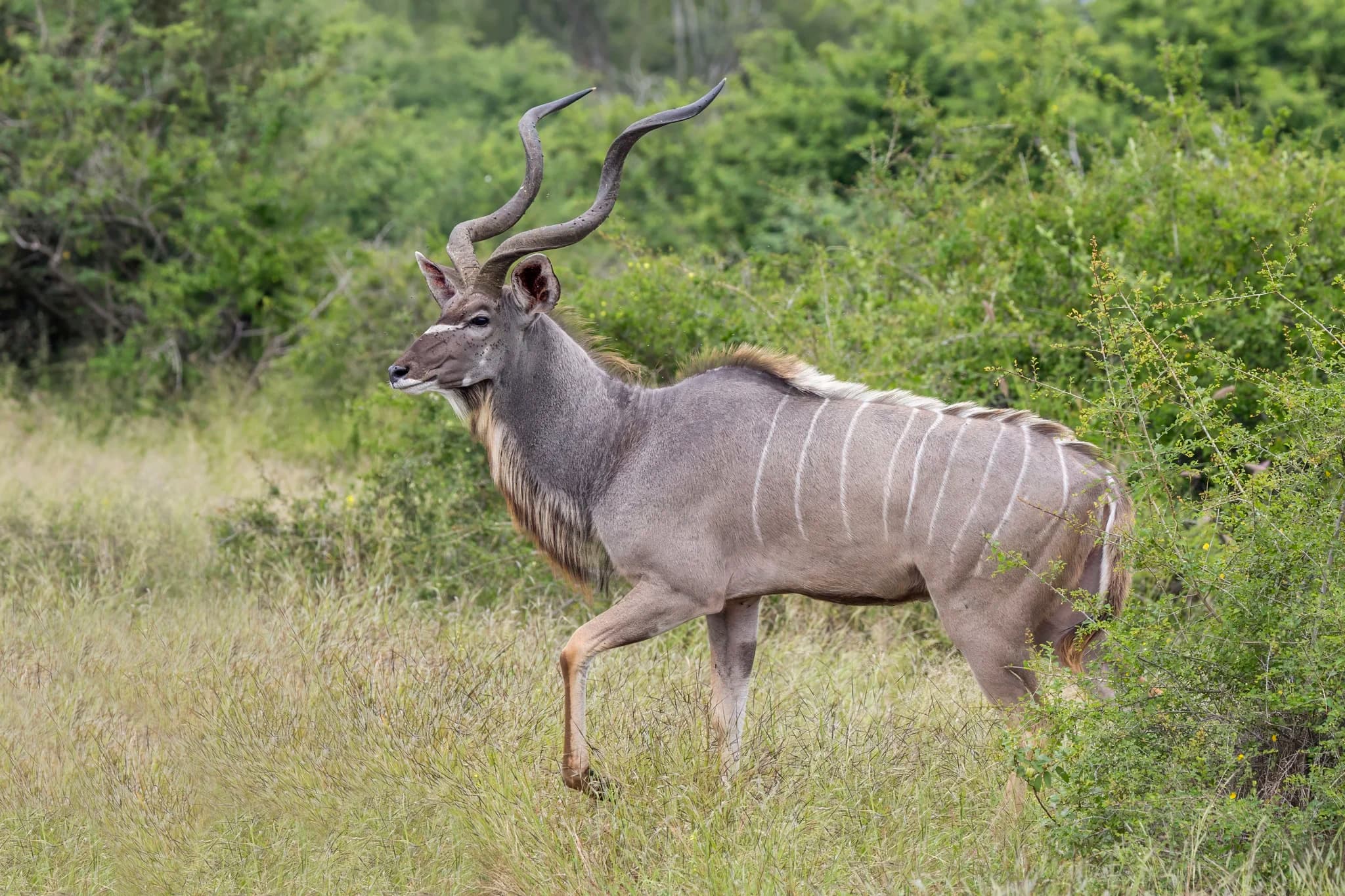 Kudu bull in the thornveld