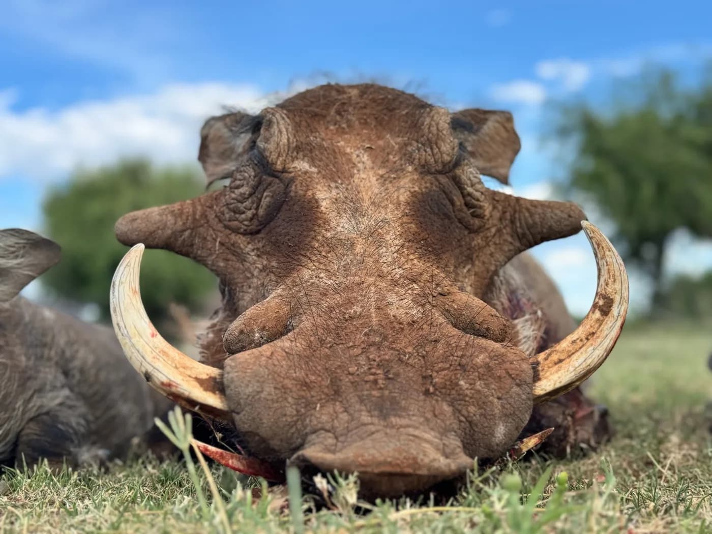 Warthog trophy, Northern Cape