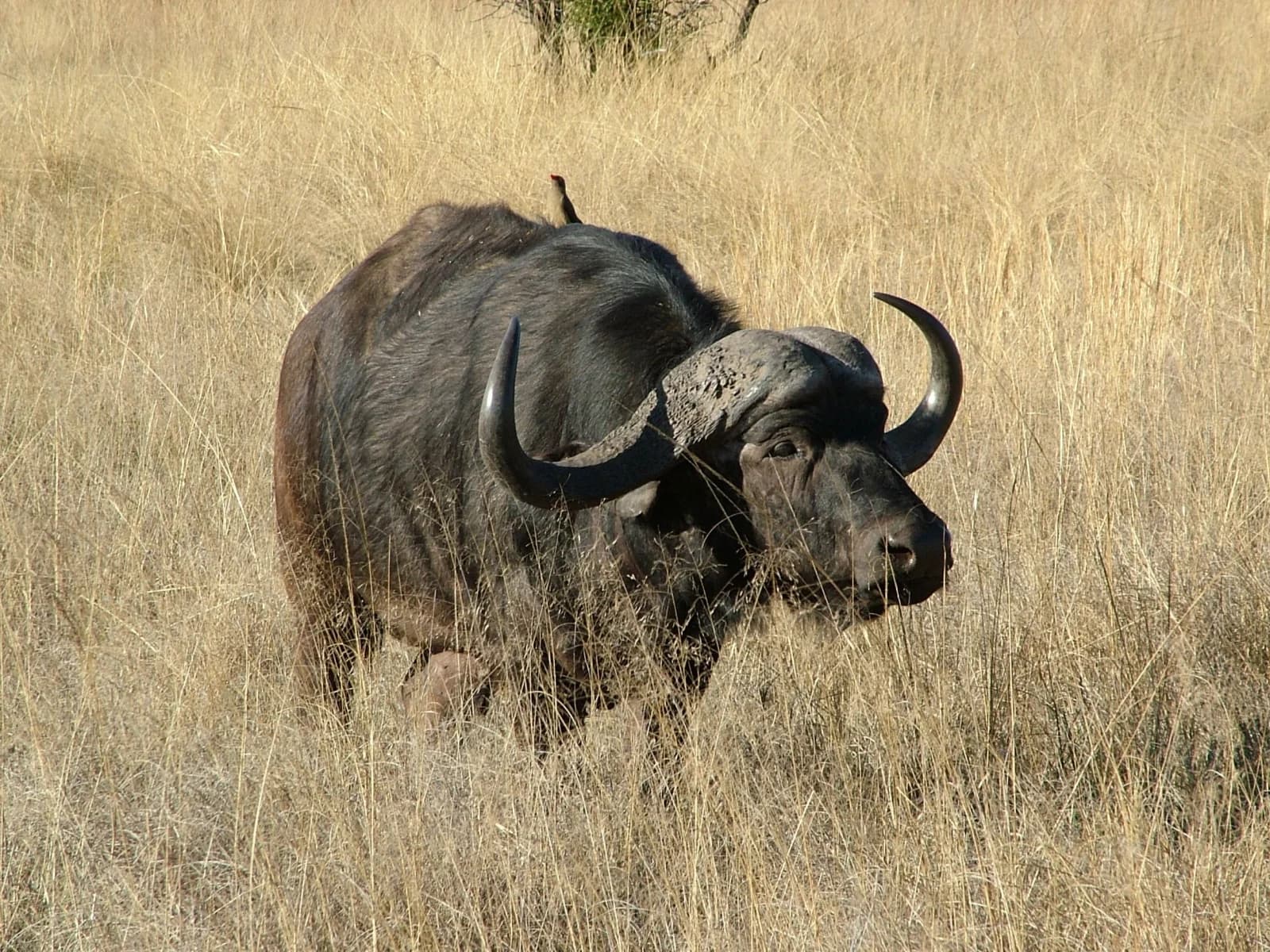 Cape buffalo — hosted on approved ground