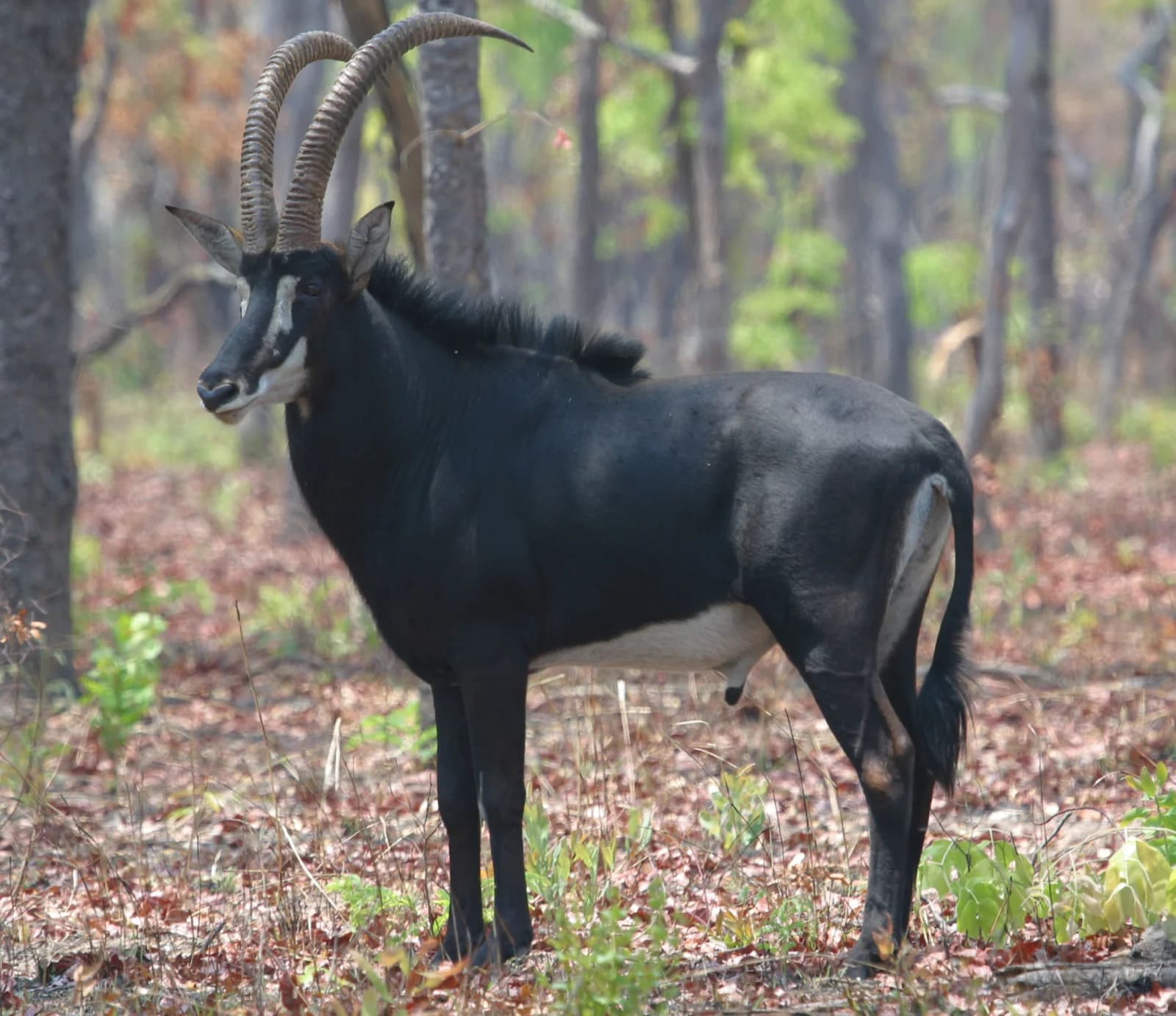 Sable antelope — hosted on approved ground