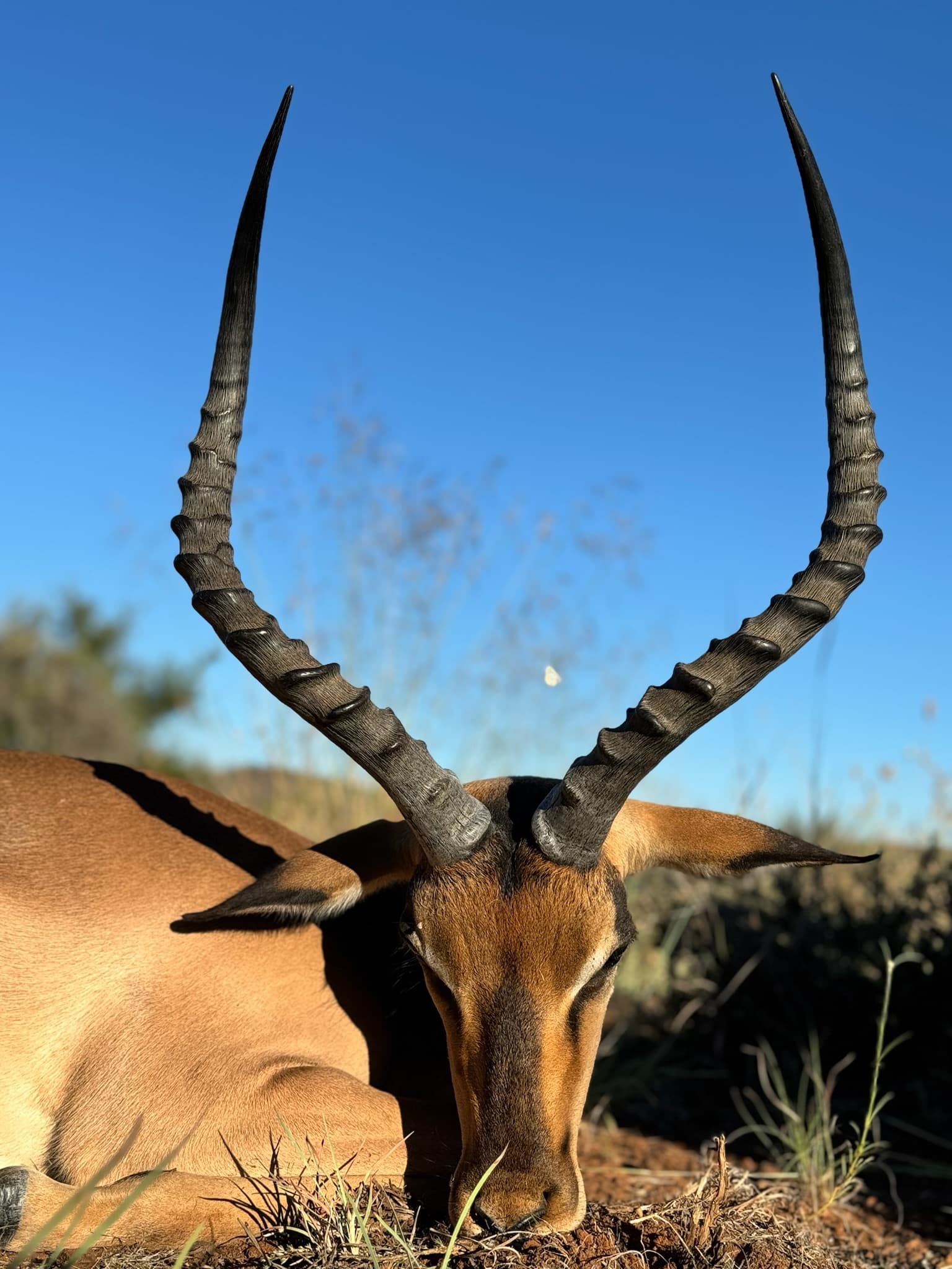 Impala trophy, Northern Cape