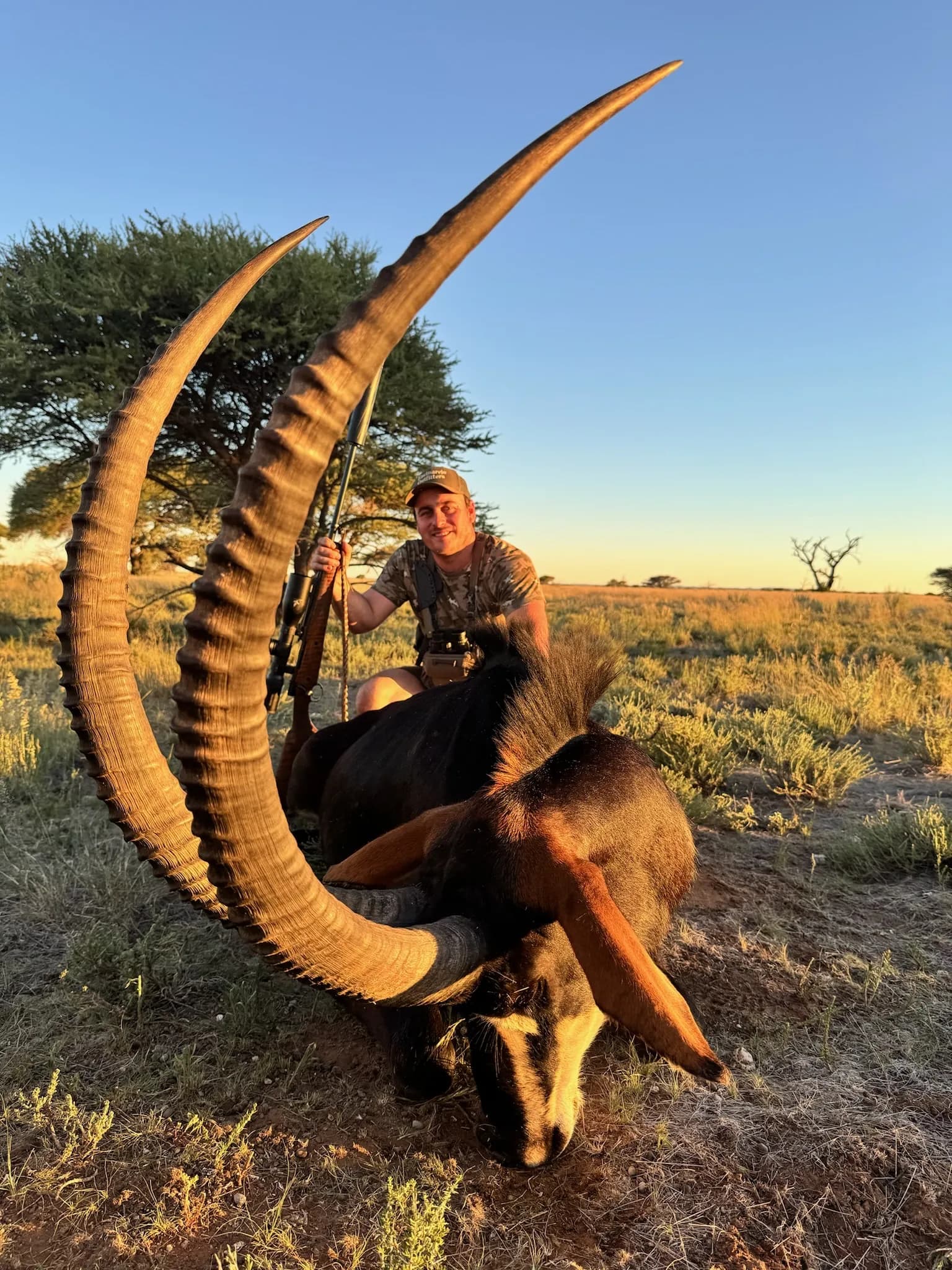 Sable trophy at golden hour, Northern Cape