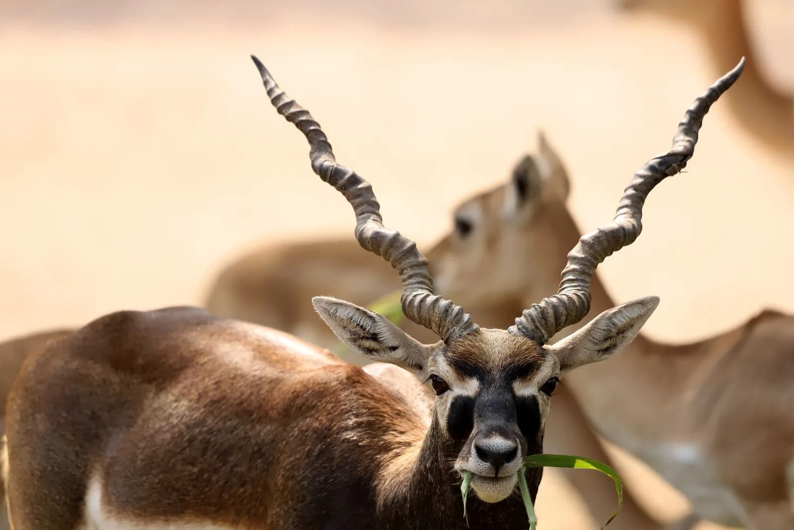 Blackbuck — hosted on approved ground