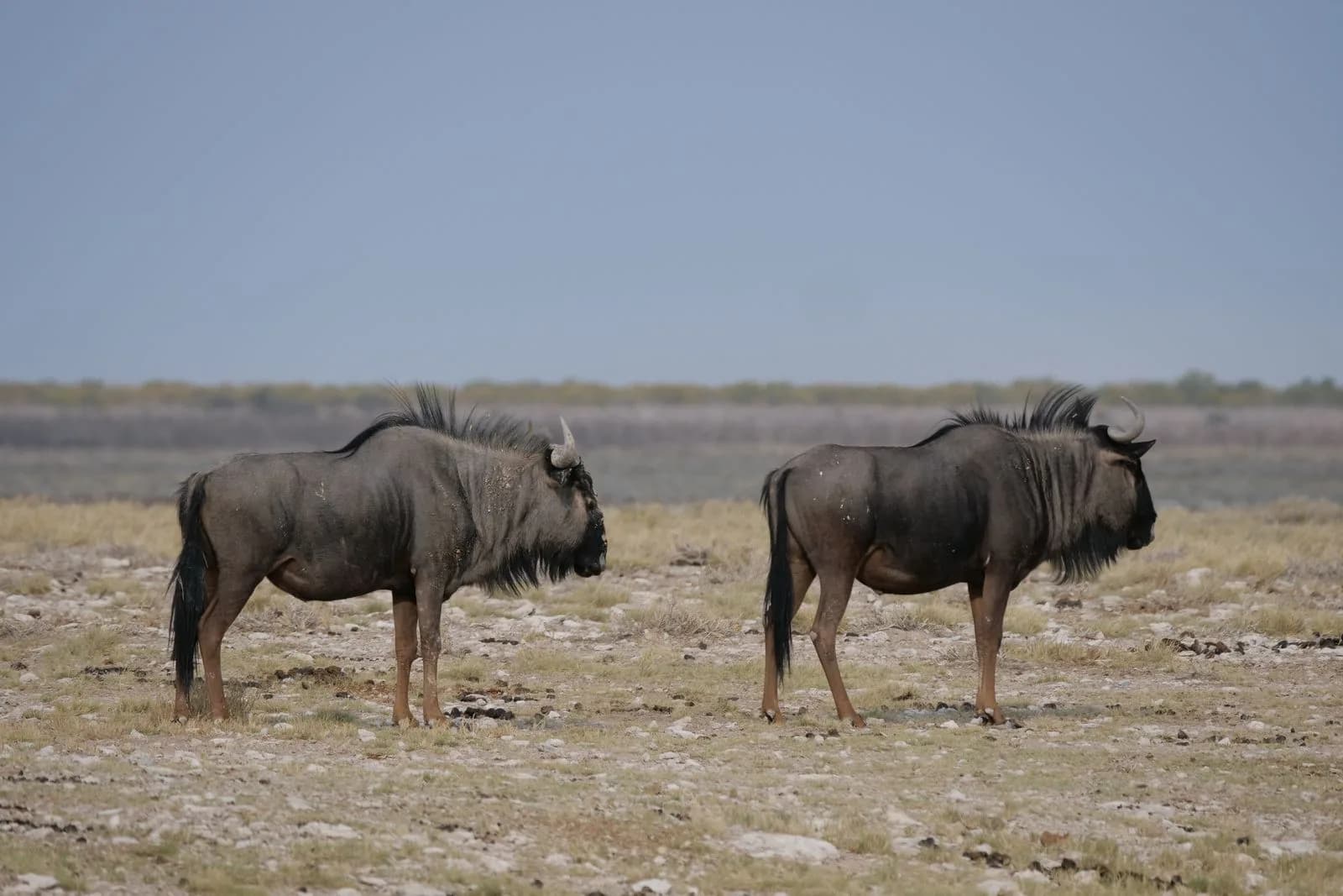 Blue wildebeest — hosted on approved ground