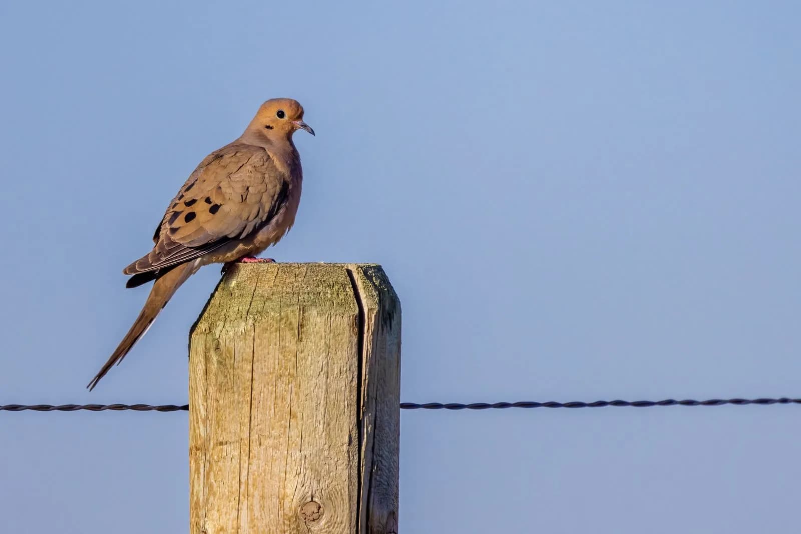 Dove — hosted on approved ground