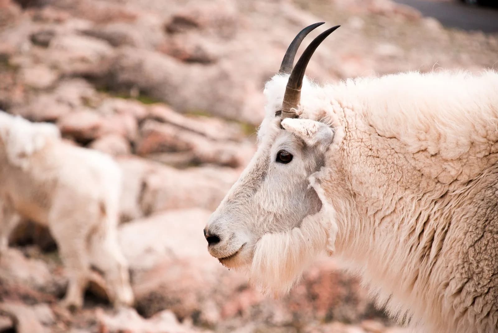 Mountain goat — hosted on approved ground