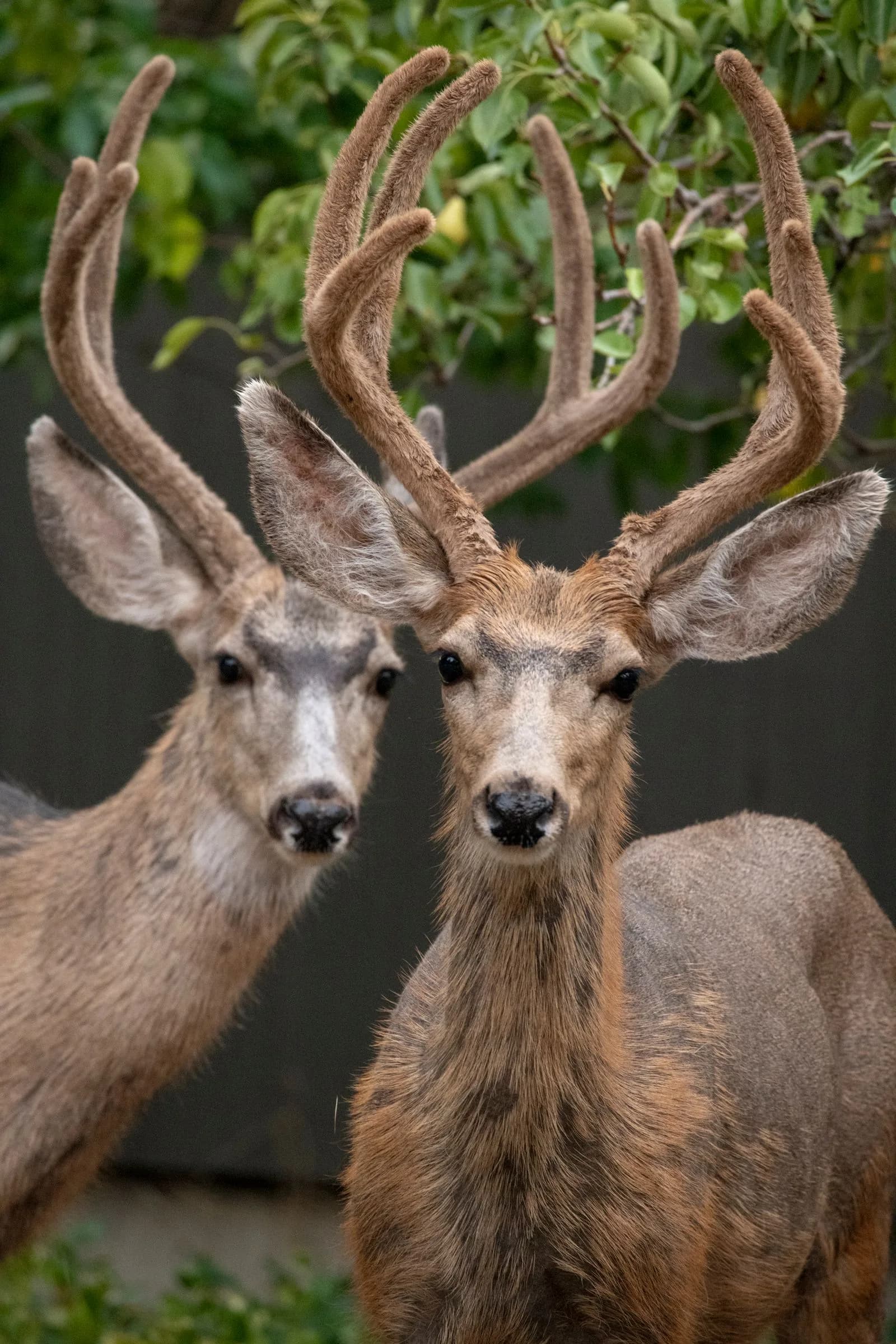 Mule deer — hosted on approved ground