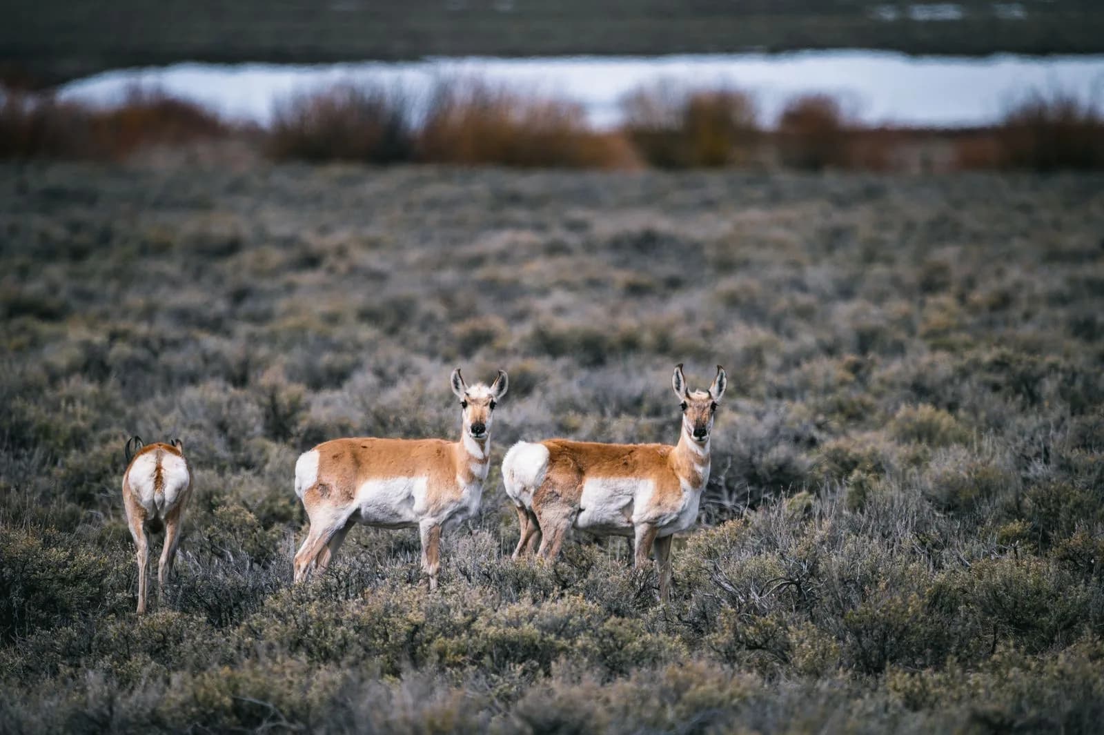 Pronghorn — hosted on approved ground
