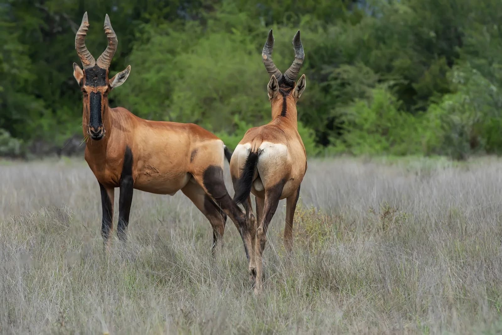 Red hartebeest — hosted on approved ground