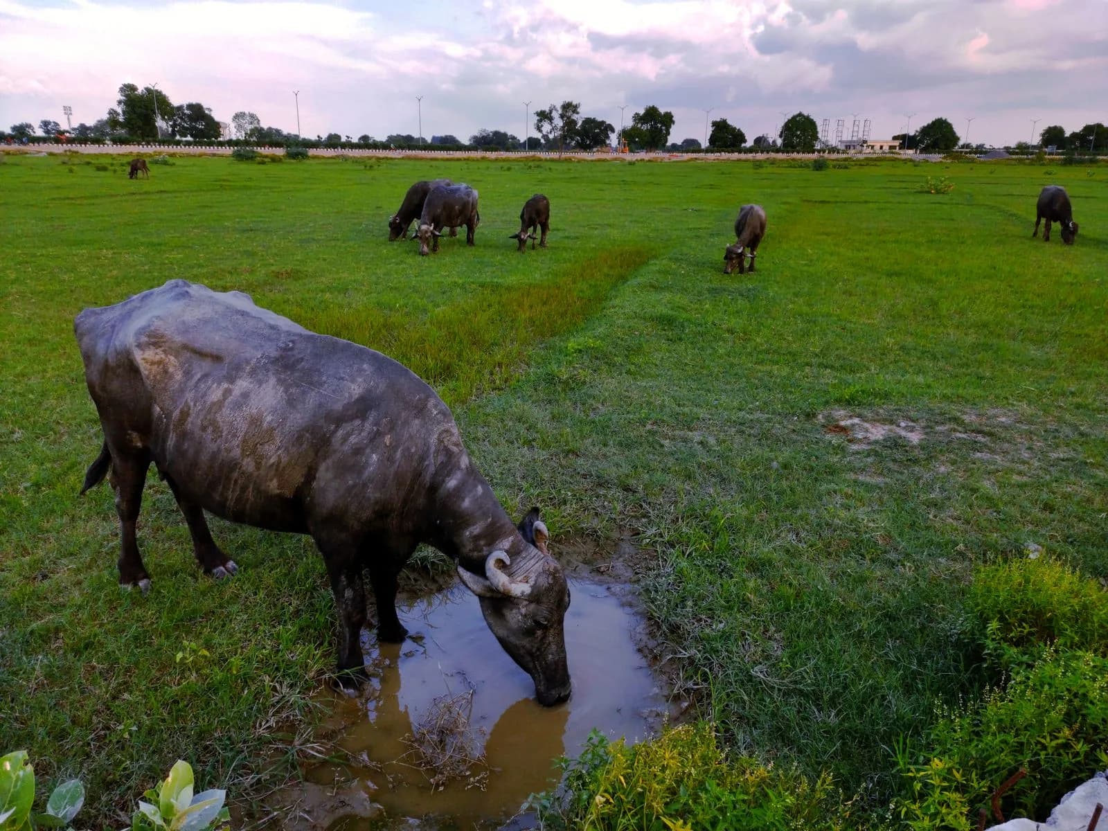Water buffalo — hosted on approved ground