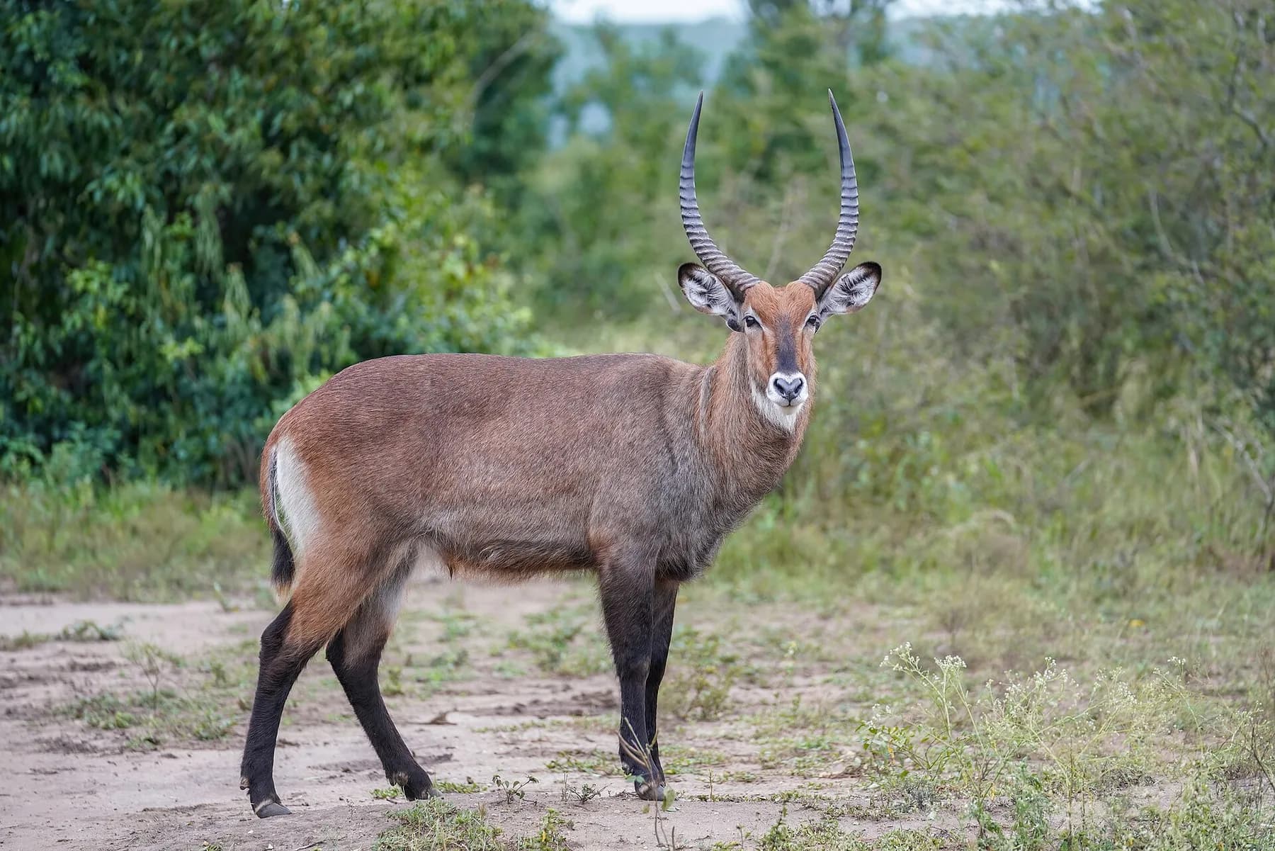 Waterbuck — hosted on approved ground